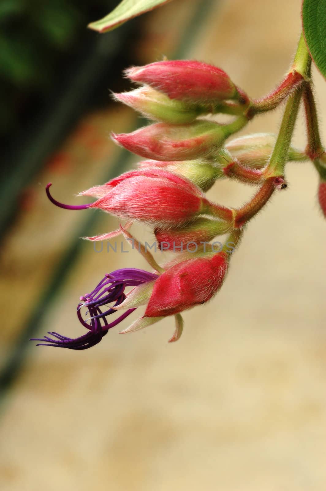 Flower Buds by khwi
