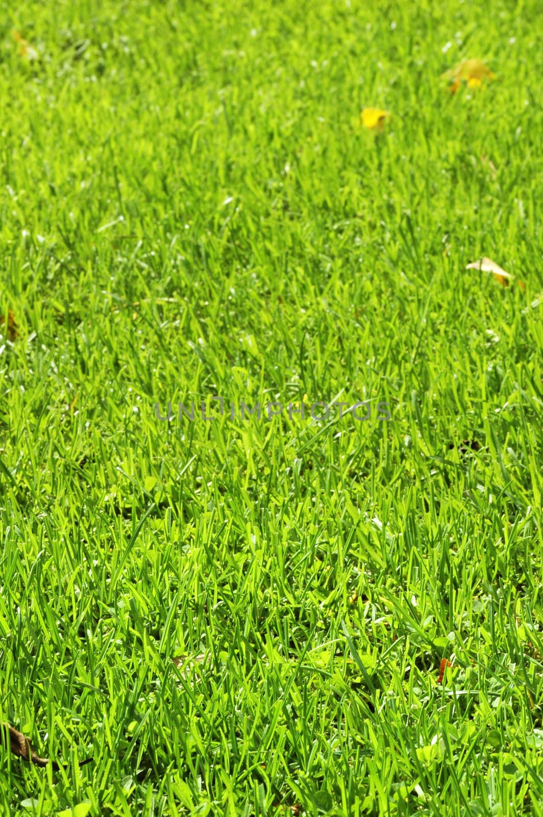 Green grass field with focus in front and blurry at back