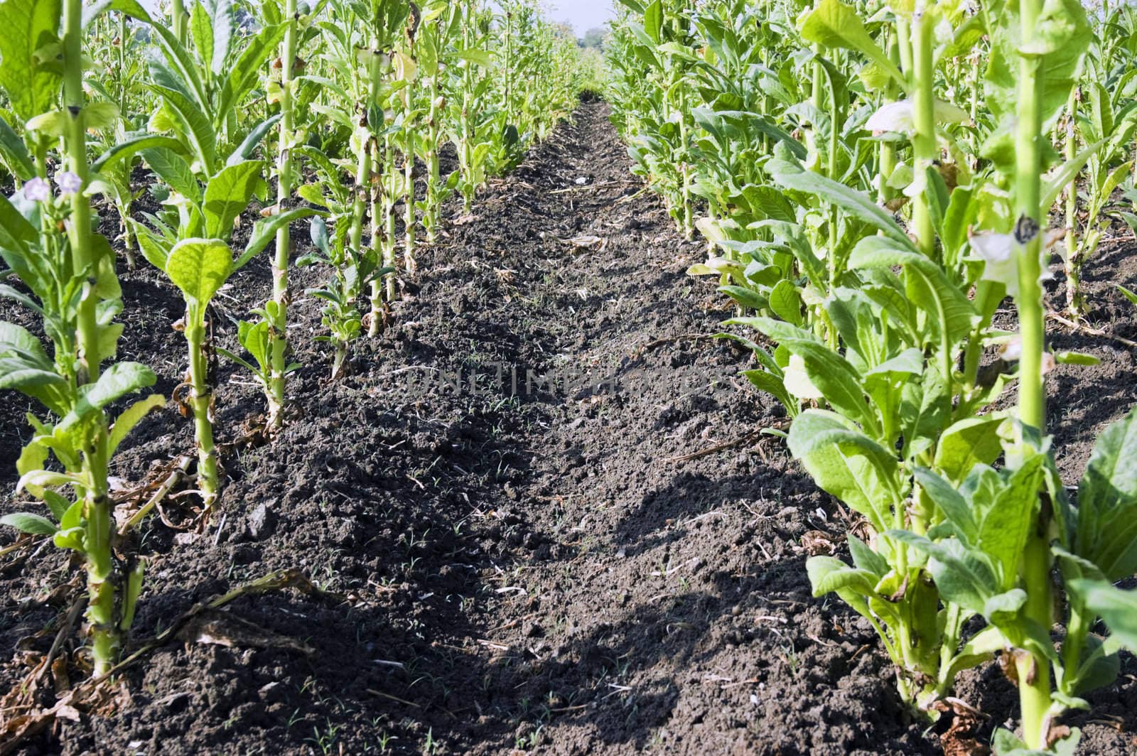 Tobacco plantation in Ilocos Province, Philippines