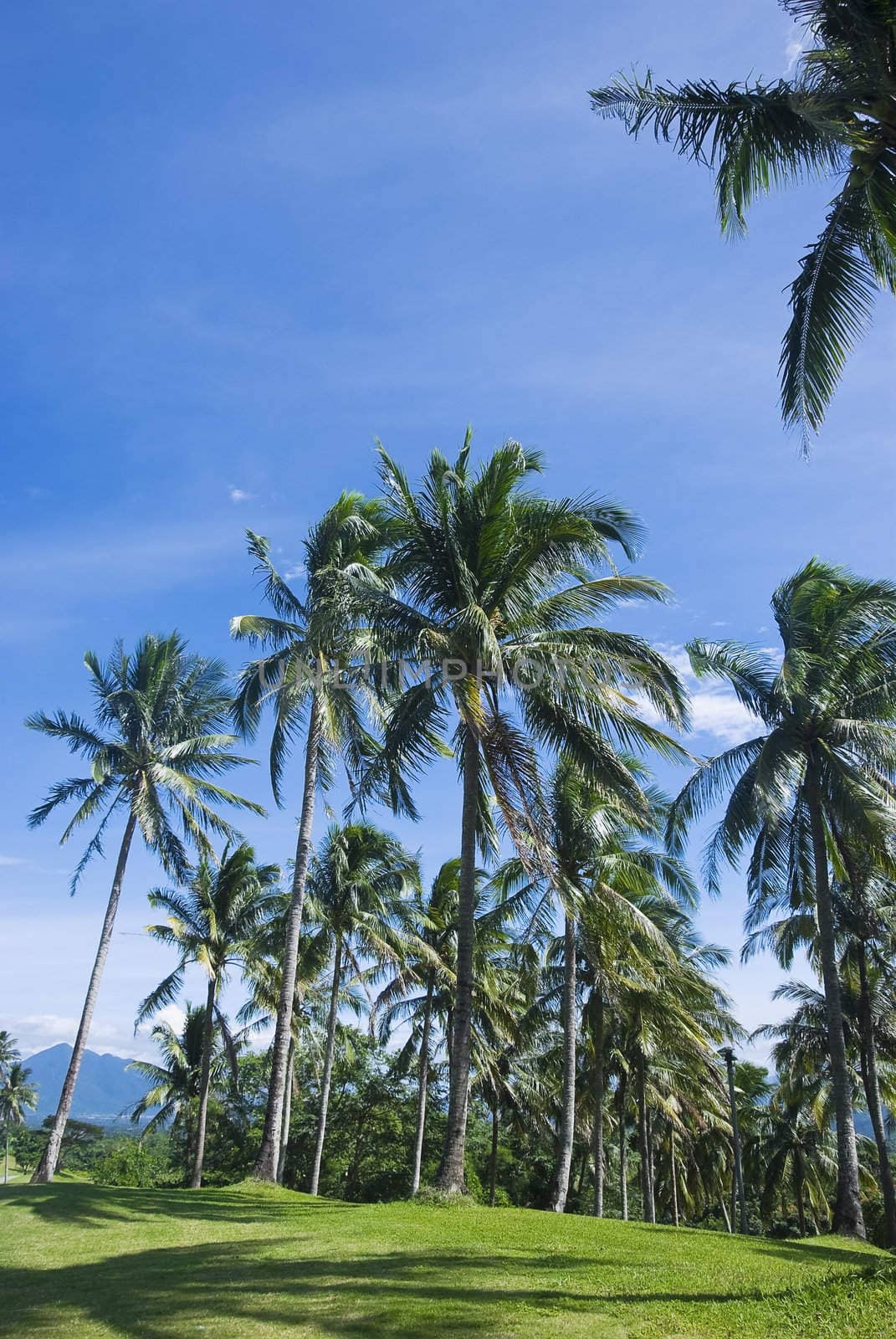 The view from below