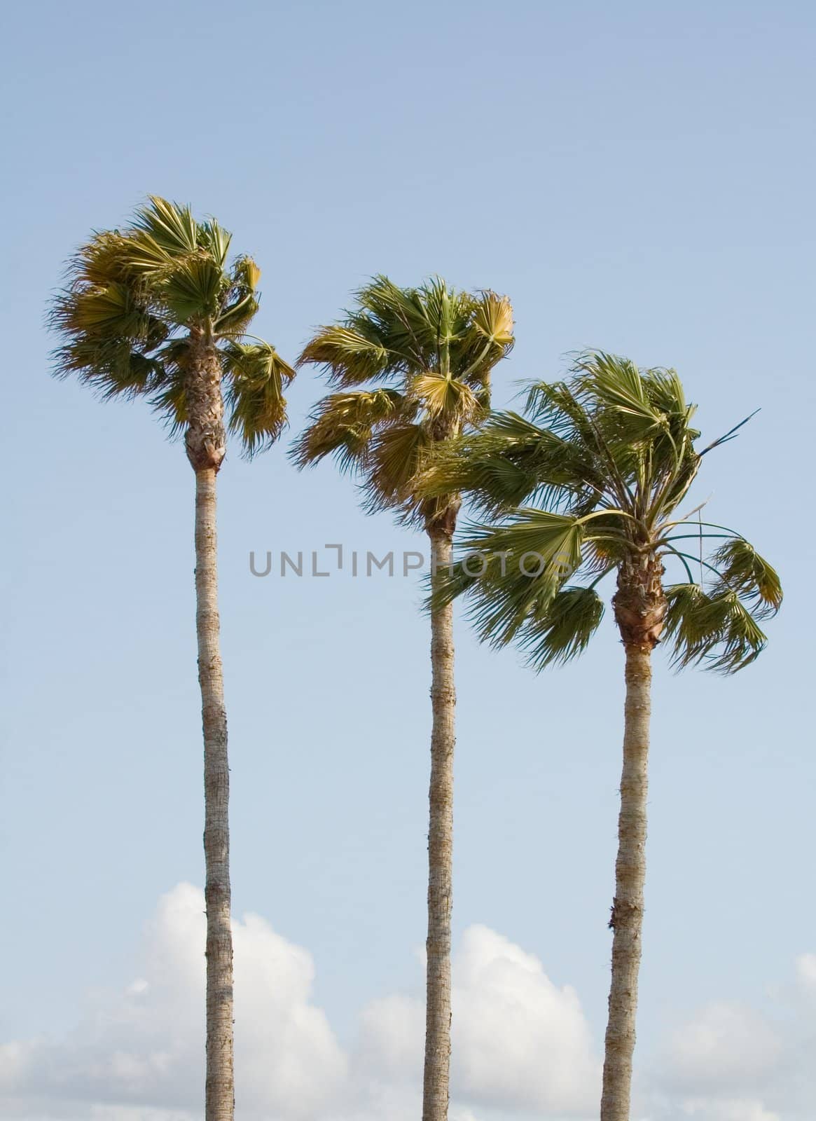 Palm trees waving in an evening breeze at sunset, against a blue sky
