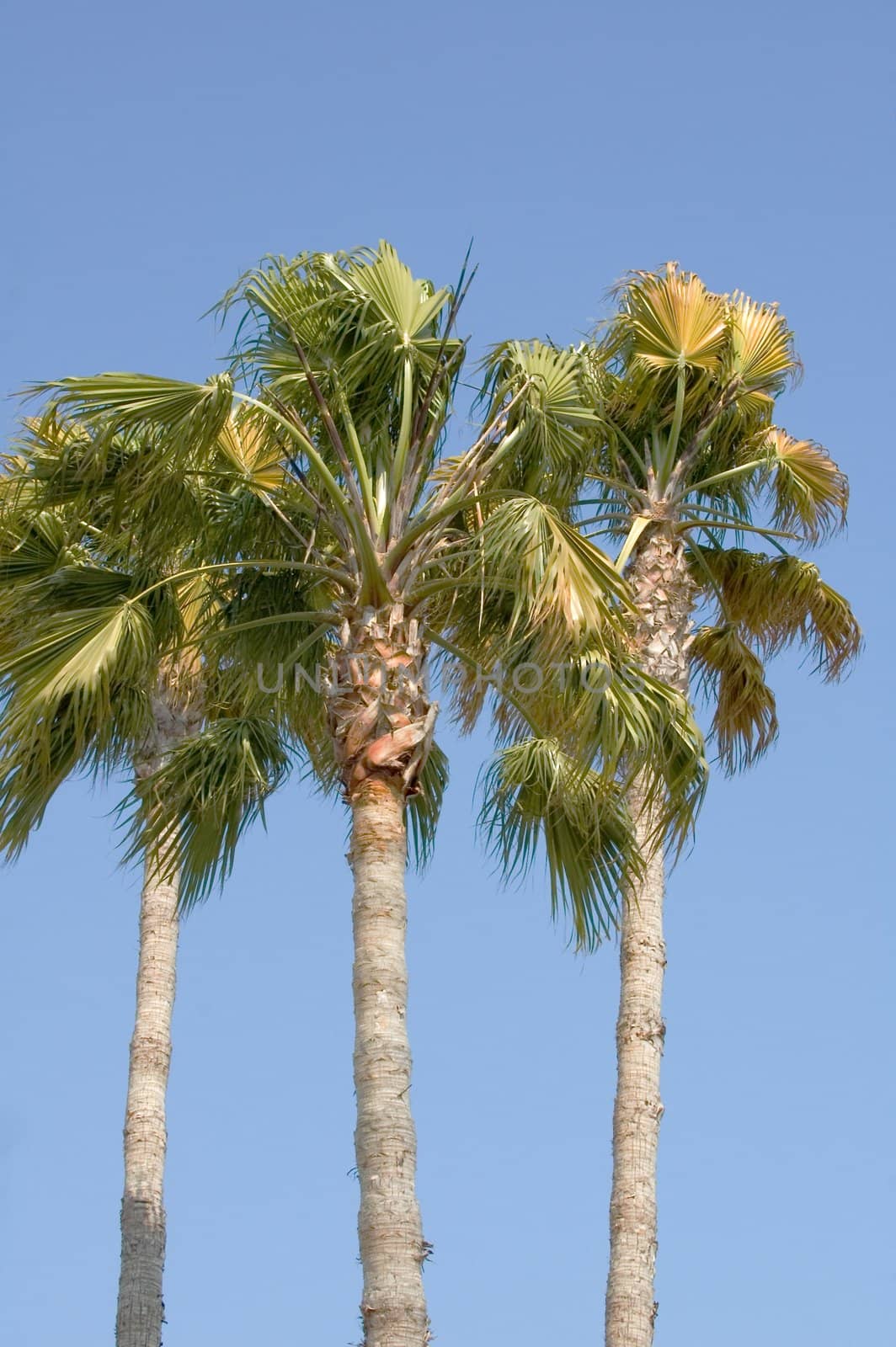Palm trees waving in an evening breeze at sunset, against a blue sky