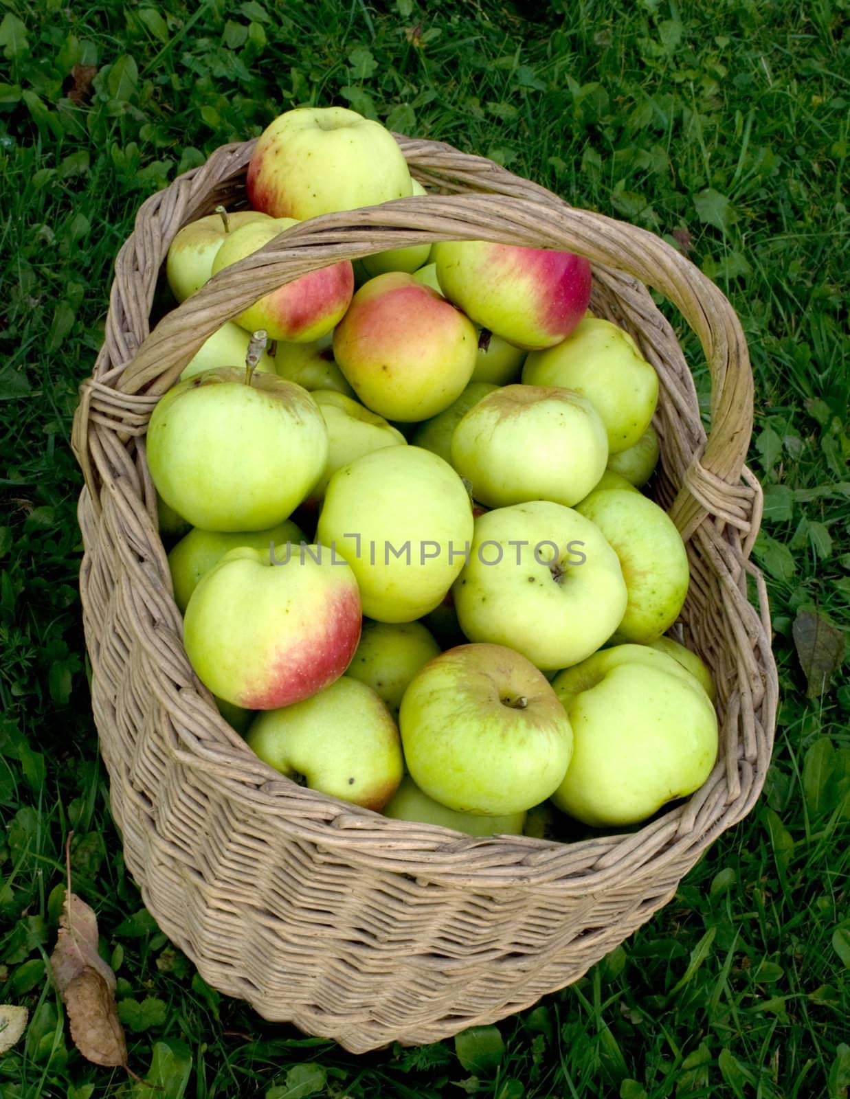 Wattled basket with a crop of apples on a green grass.