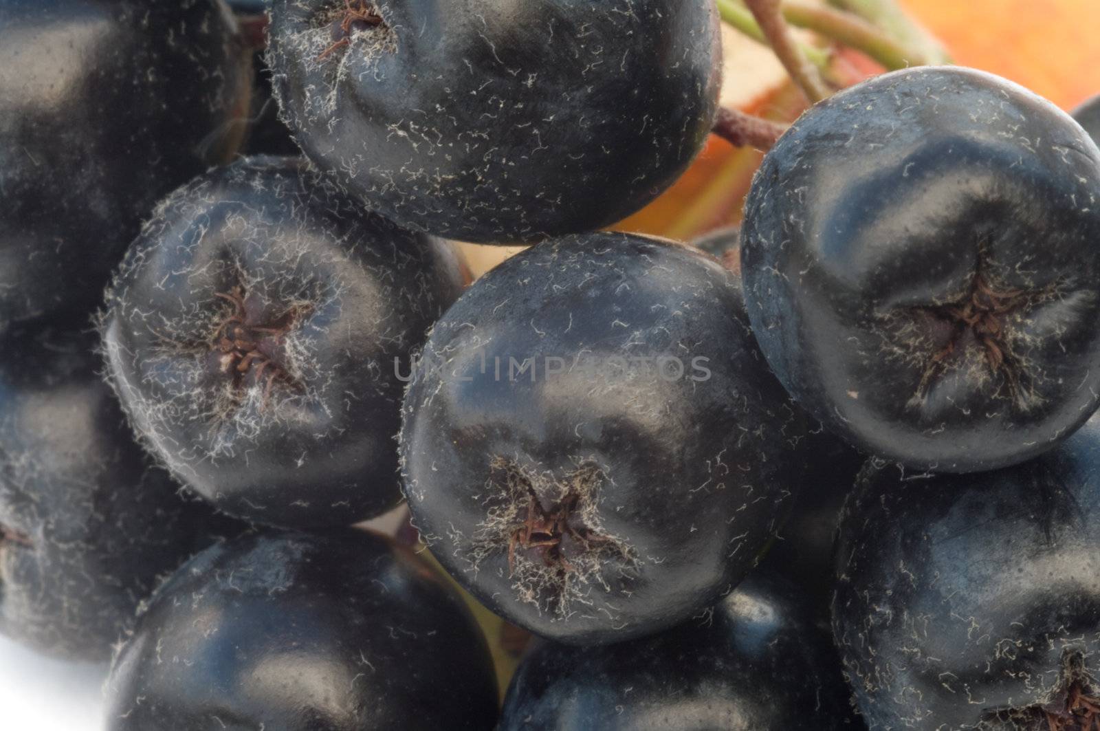 Background from berries of black chokeberry. Macro.