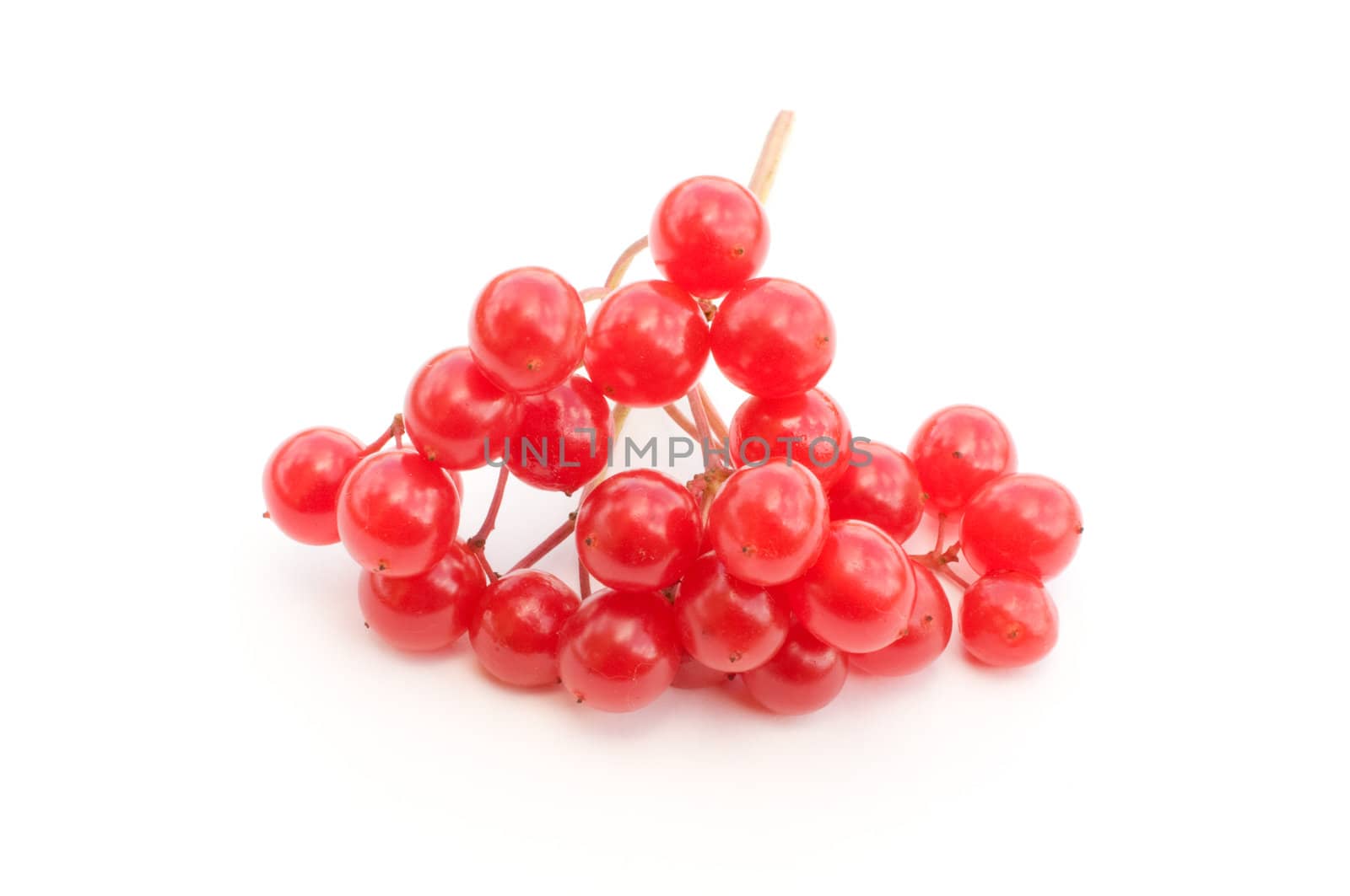 Branch of a fresh ripe guelder-rose on a white background.