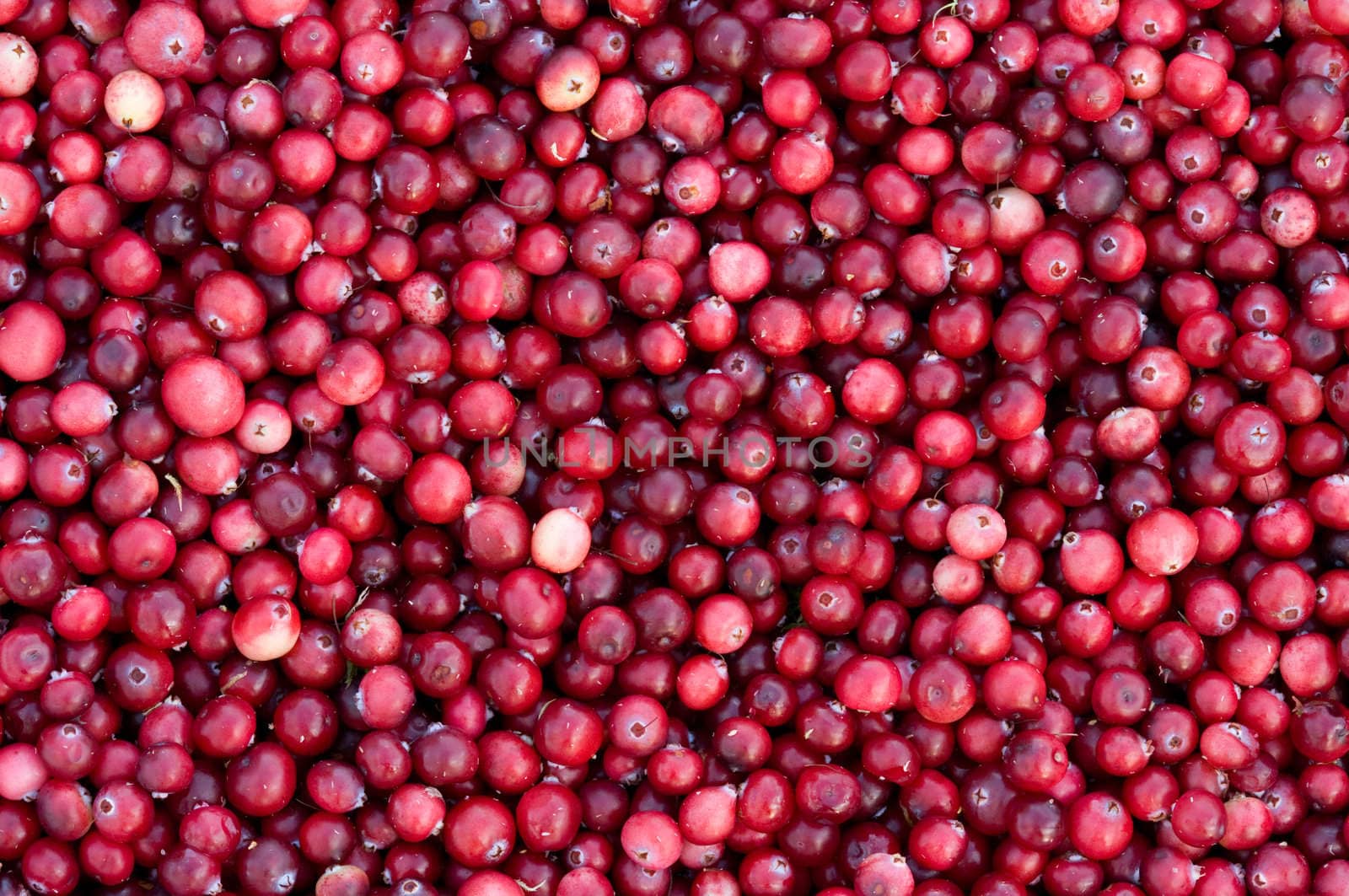 Background from fresh ripe red berries of a cranberry.