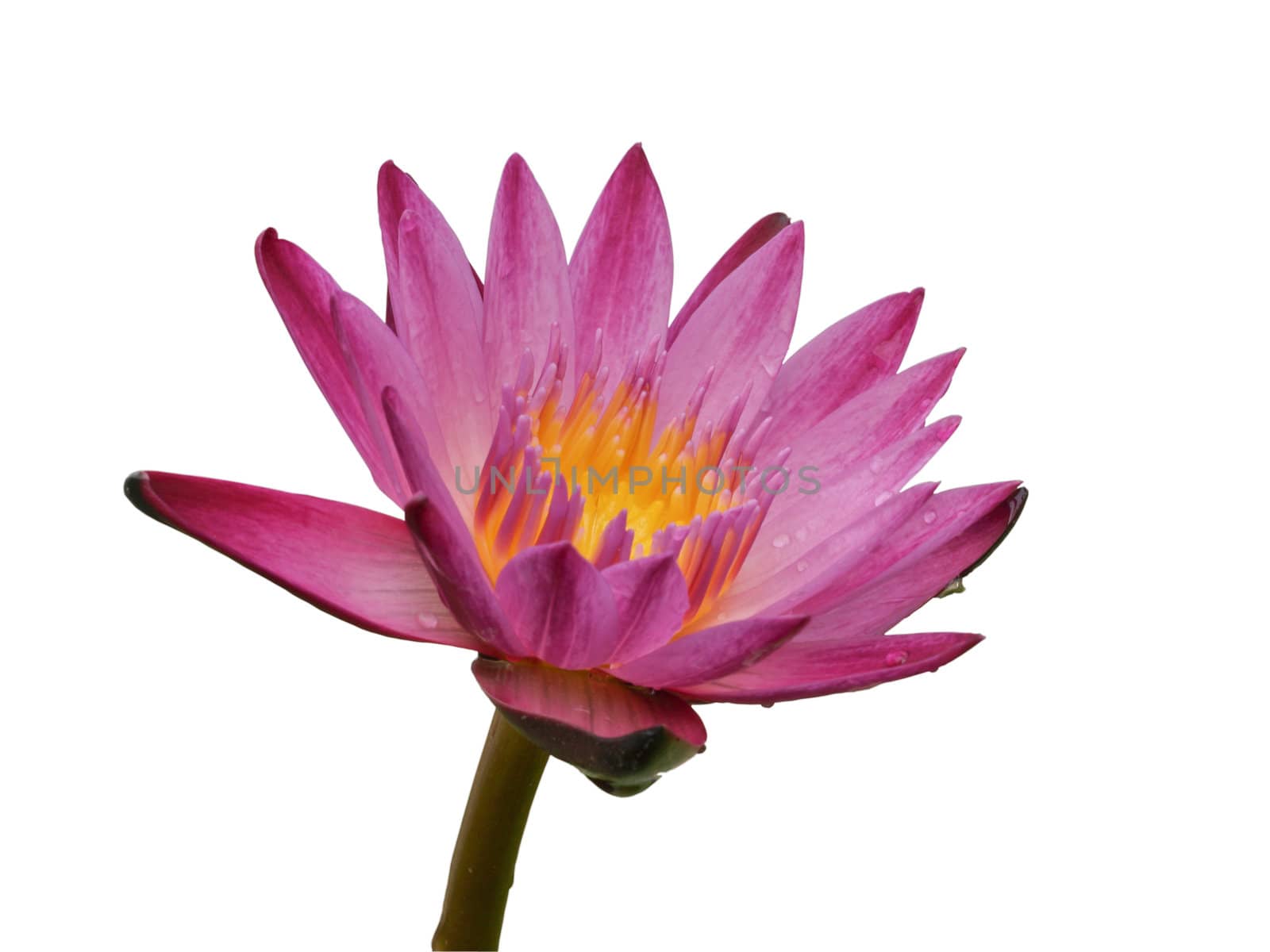 Pink lotus blossoms or water lily flowers blooming on pond by FrameAngel