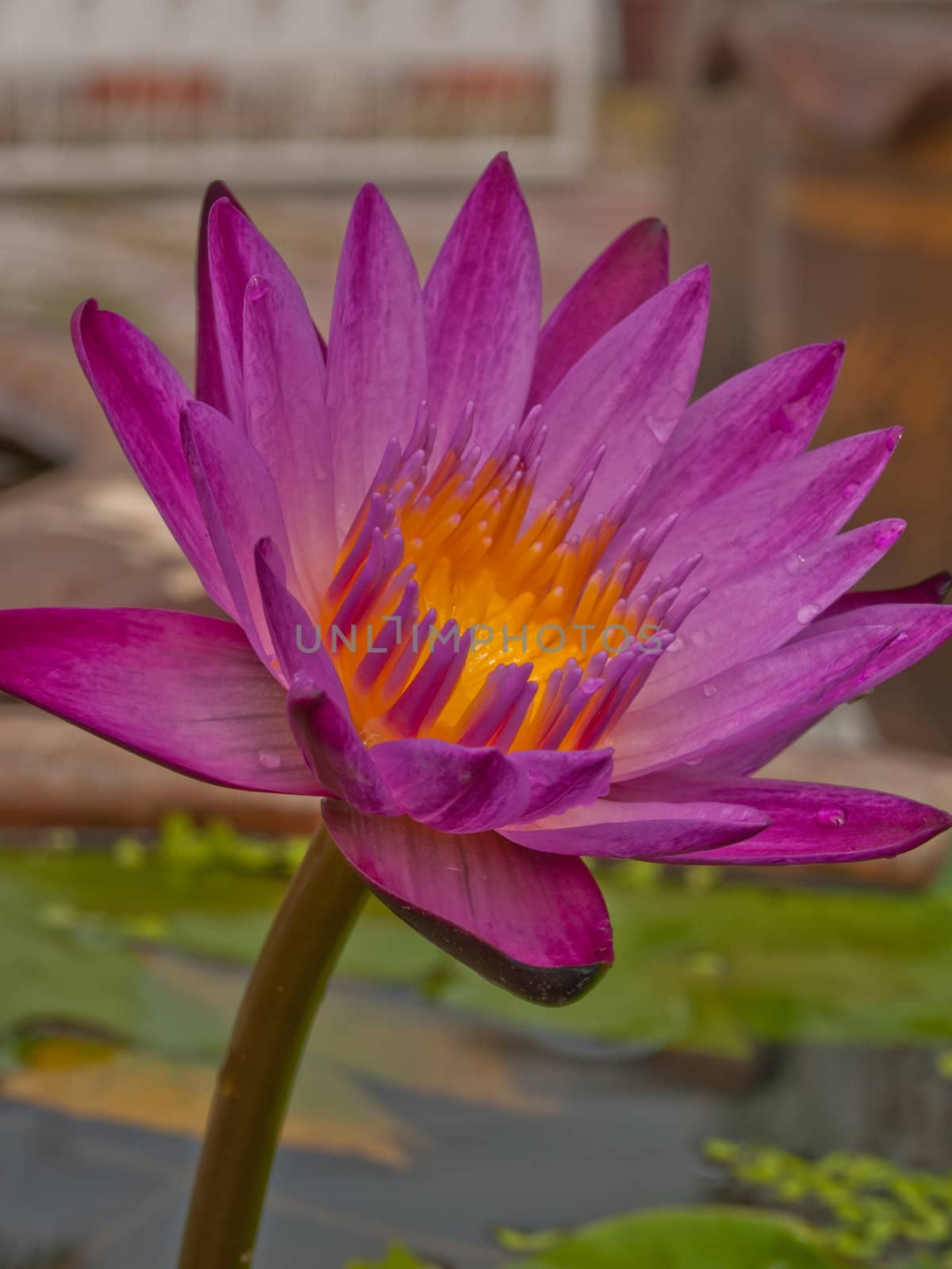 Pink lotus blossoms or water lily flowers blooming on pond by FrameAngel