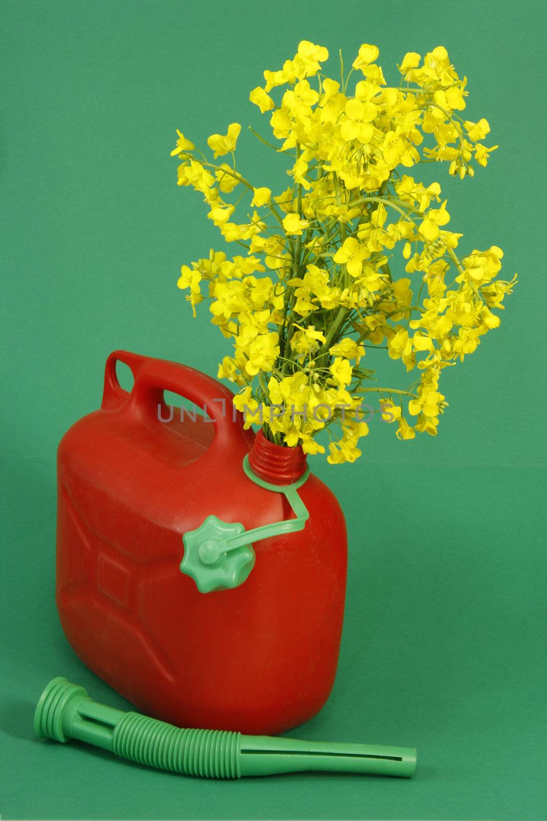 Red jerrycan with yellow blooming rape over green background