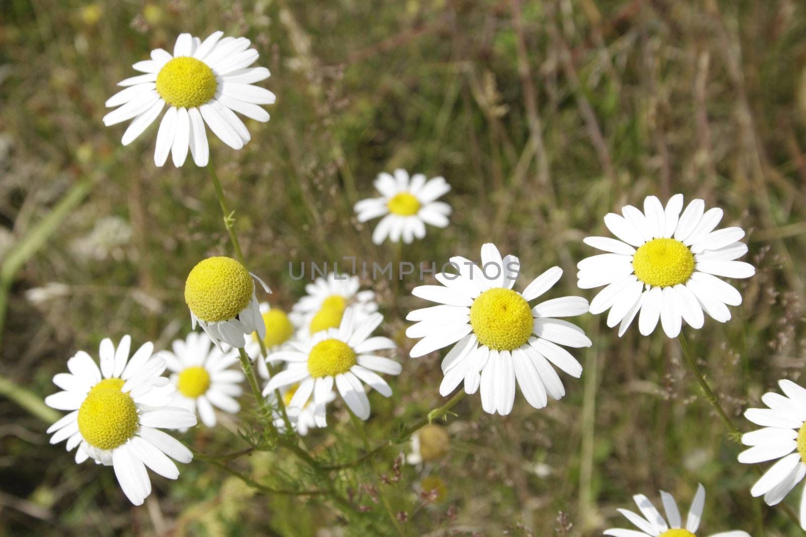 Close-up of chamomile blossoms - outdoor shot