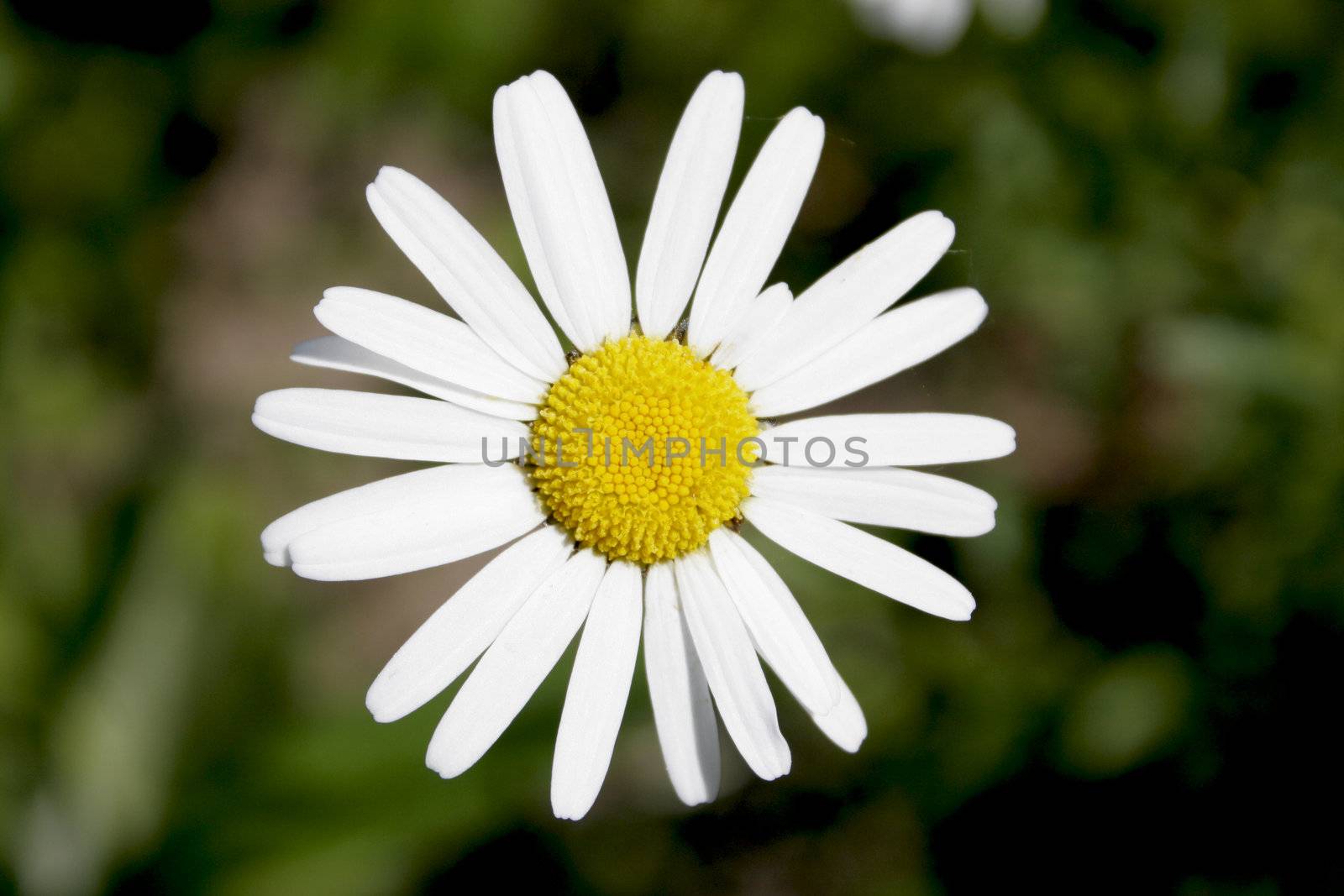 Close-up of a daisy in a meadow