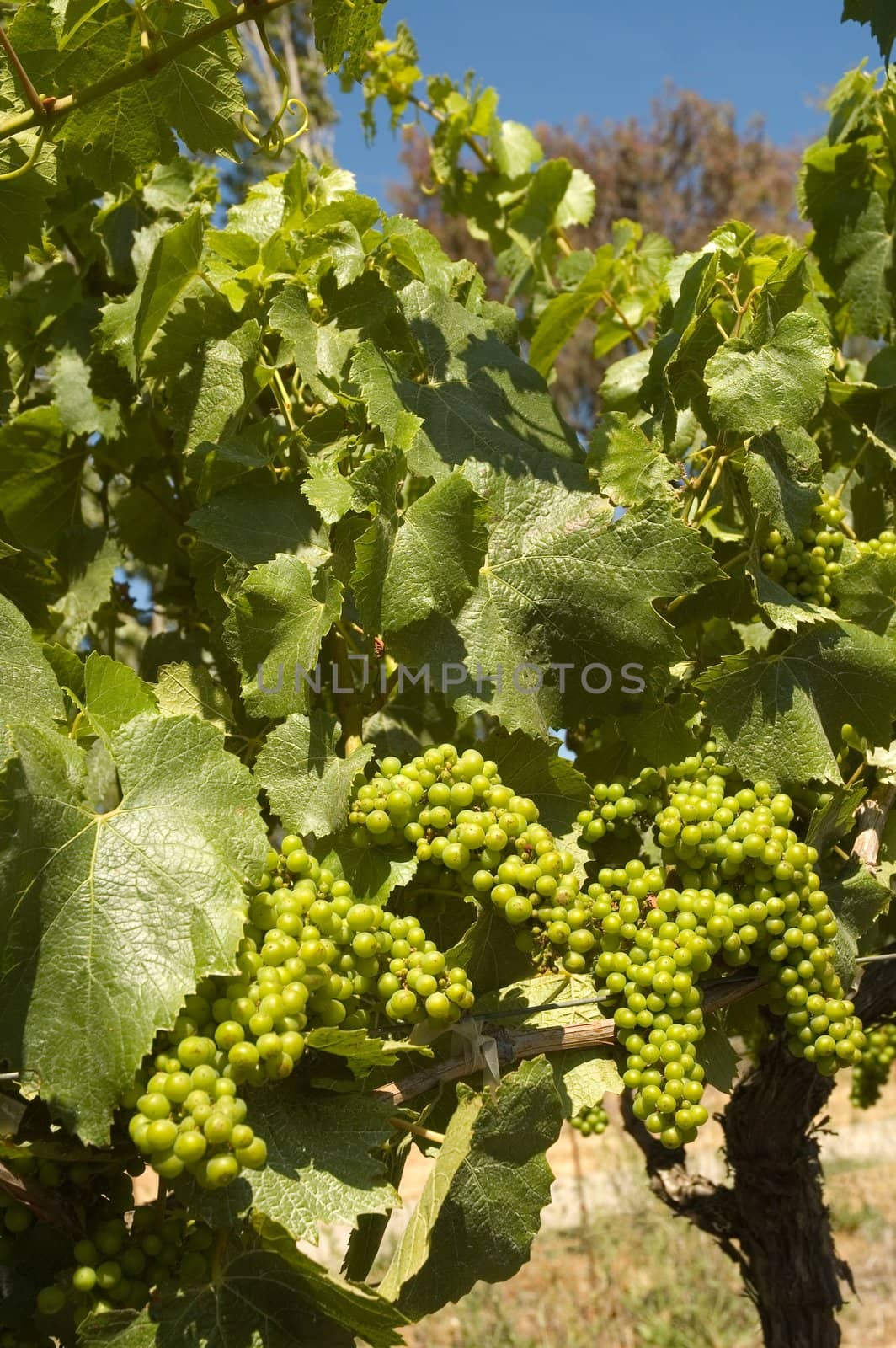 young grapes on a grapevine in Napa Valley
