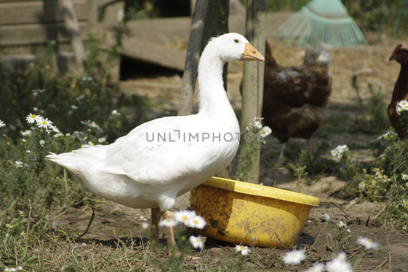 Free-wheeling white goose on a farm