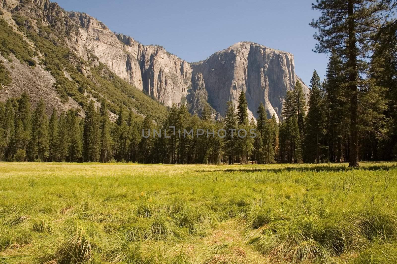 summertime view across Yosemite valley towards El Capitan and the east.