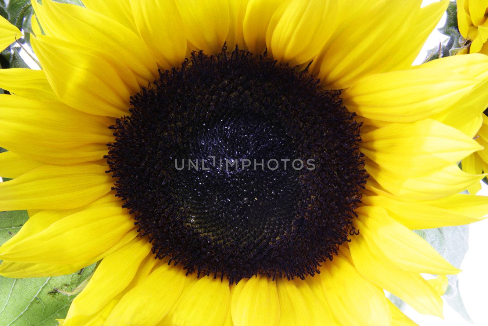 Sunflower - isolated on white background