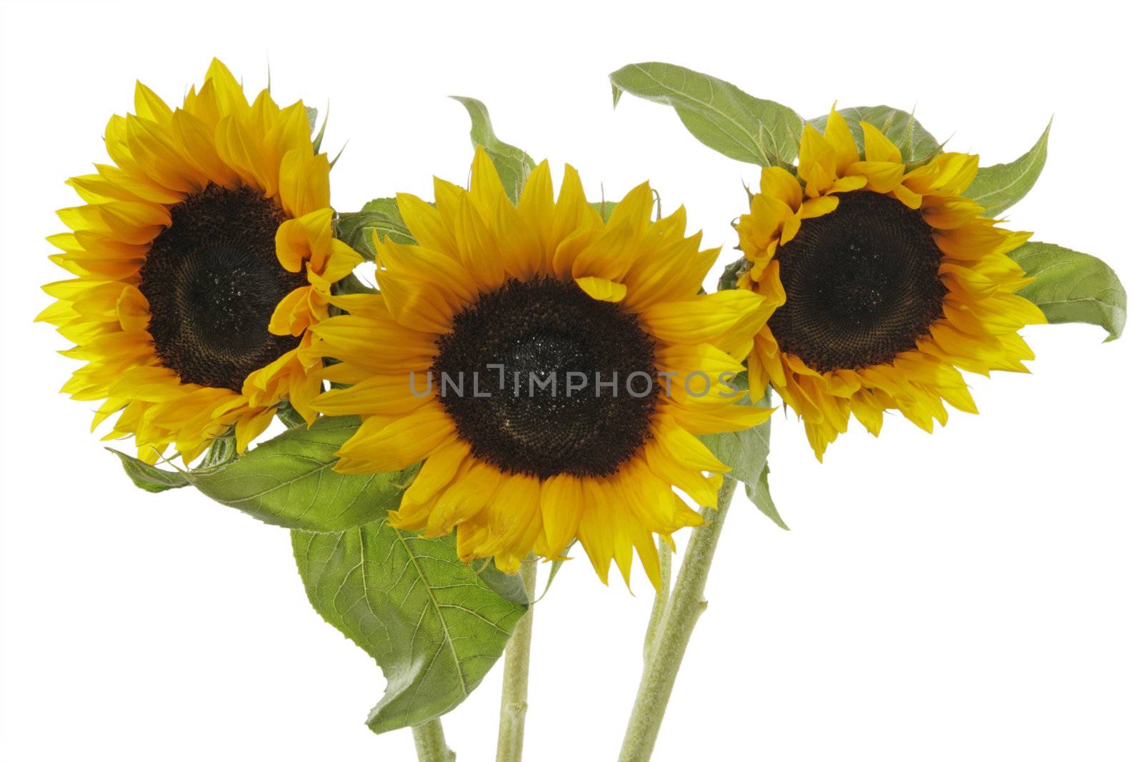 Sunflowers - isolated on white background