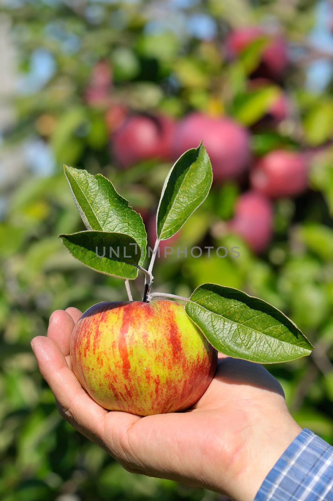 Farmer's hand holding a freshly picked apple on a sunny day