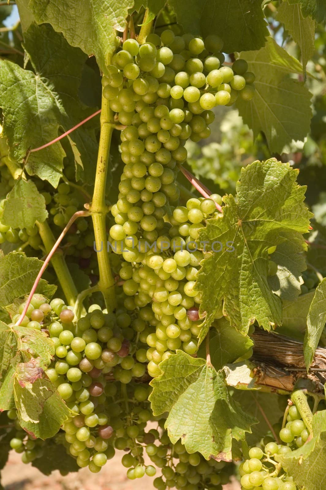 young grapes on a grapevine in Napa Valley