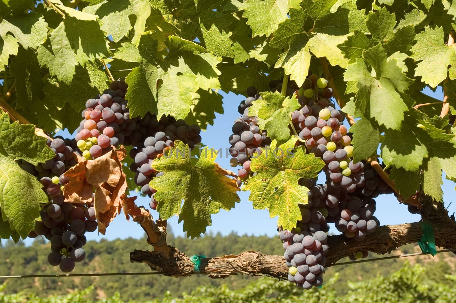 young grapes on a grapevine in Napa Valley