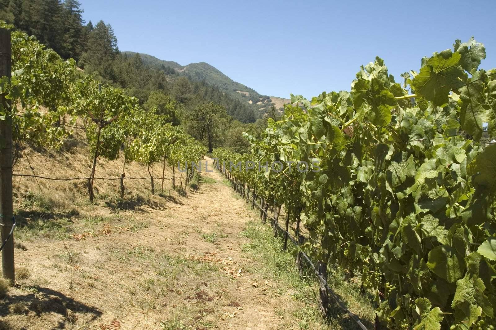 Rows of supported and trained vines in a terraced vineyard in the rolling hills of Northern California 