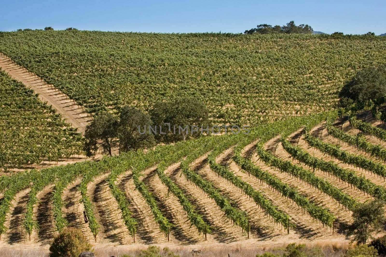 Rows of supported and trained vines in a terraced vineyard in the rolling hills of Northern California