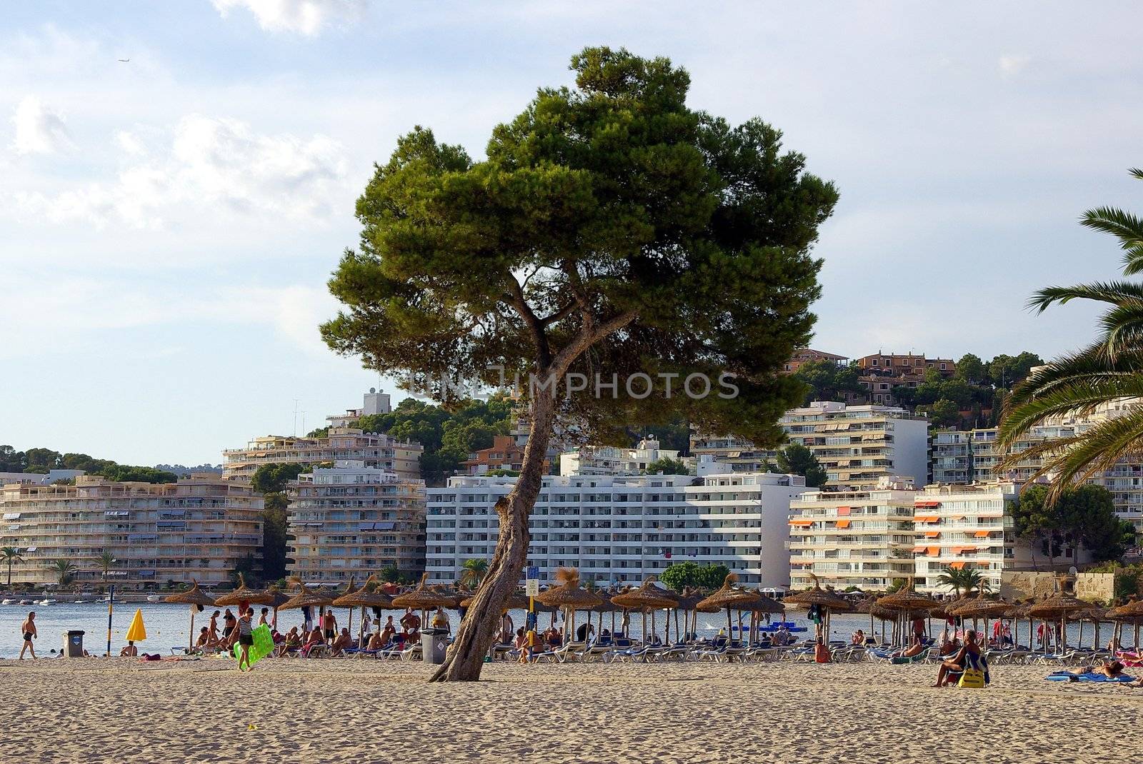 Beach with palm tree by FotoFrank
