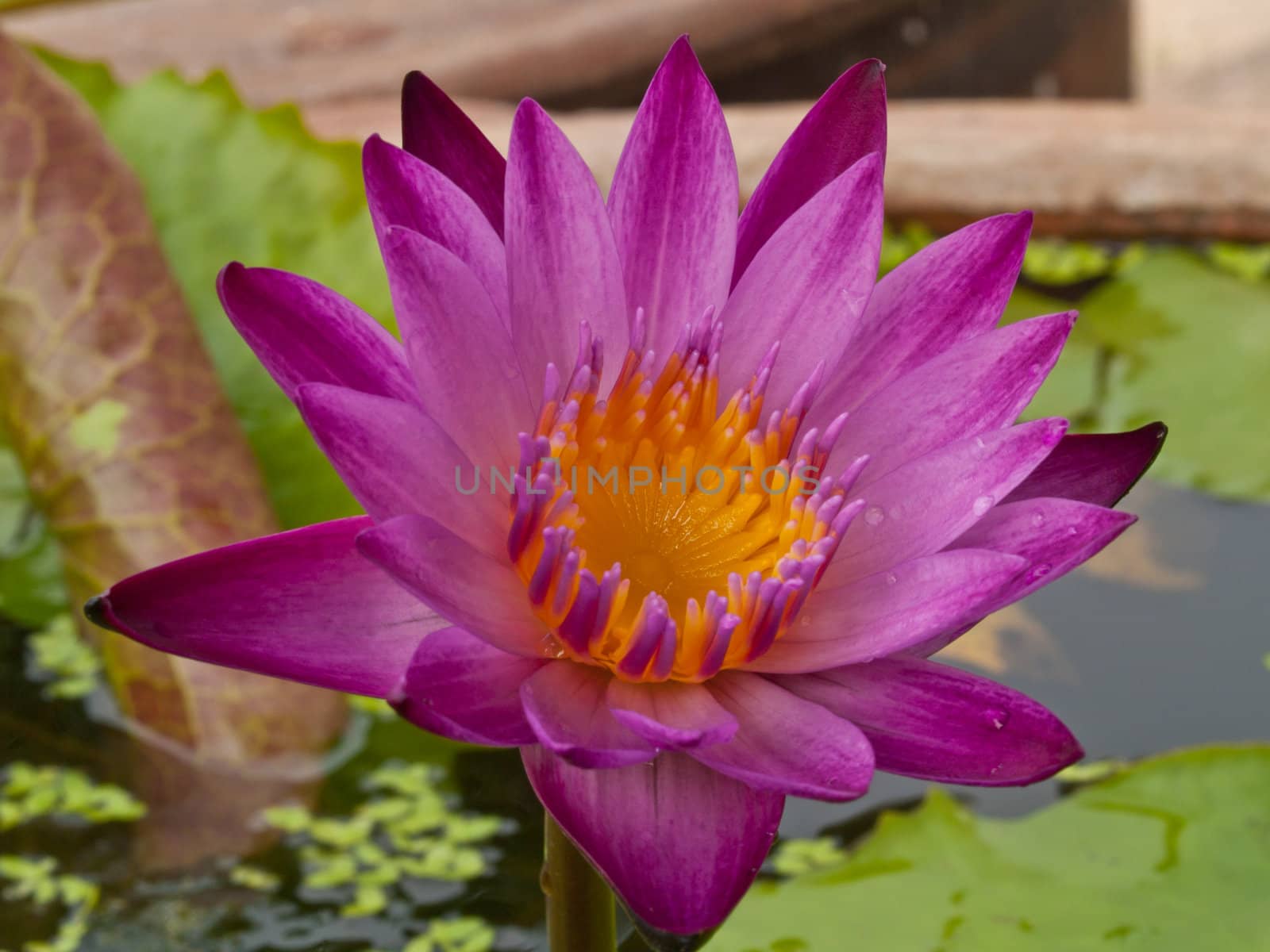 Pink lotus blossoms or water lily flowers blooming on pond