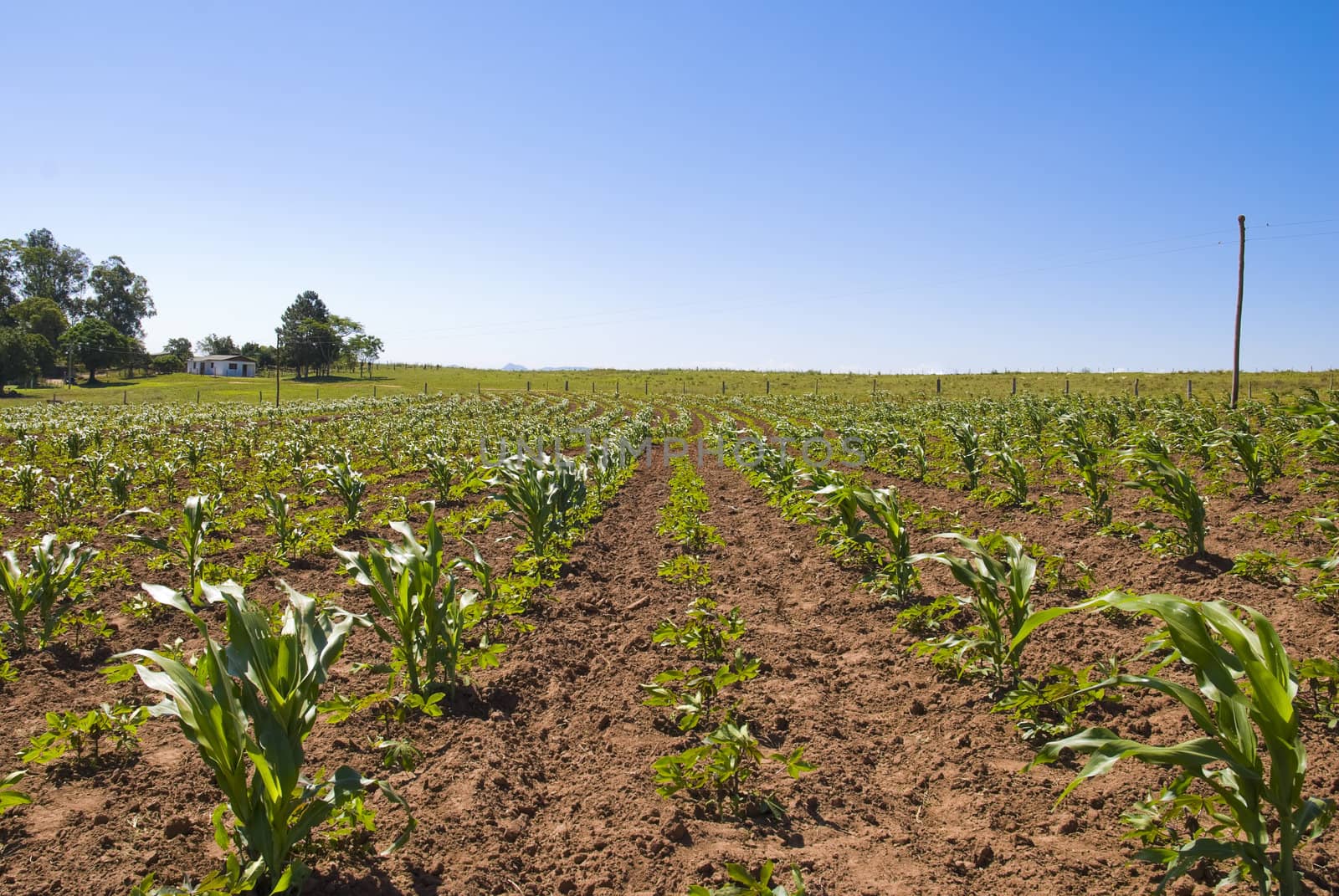 A young corn crop, with blue sky and a farm house in the horizon. Lots of copy space.