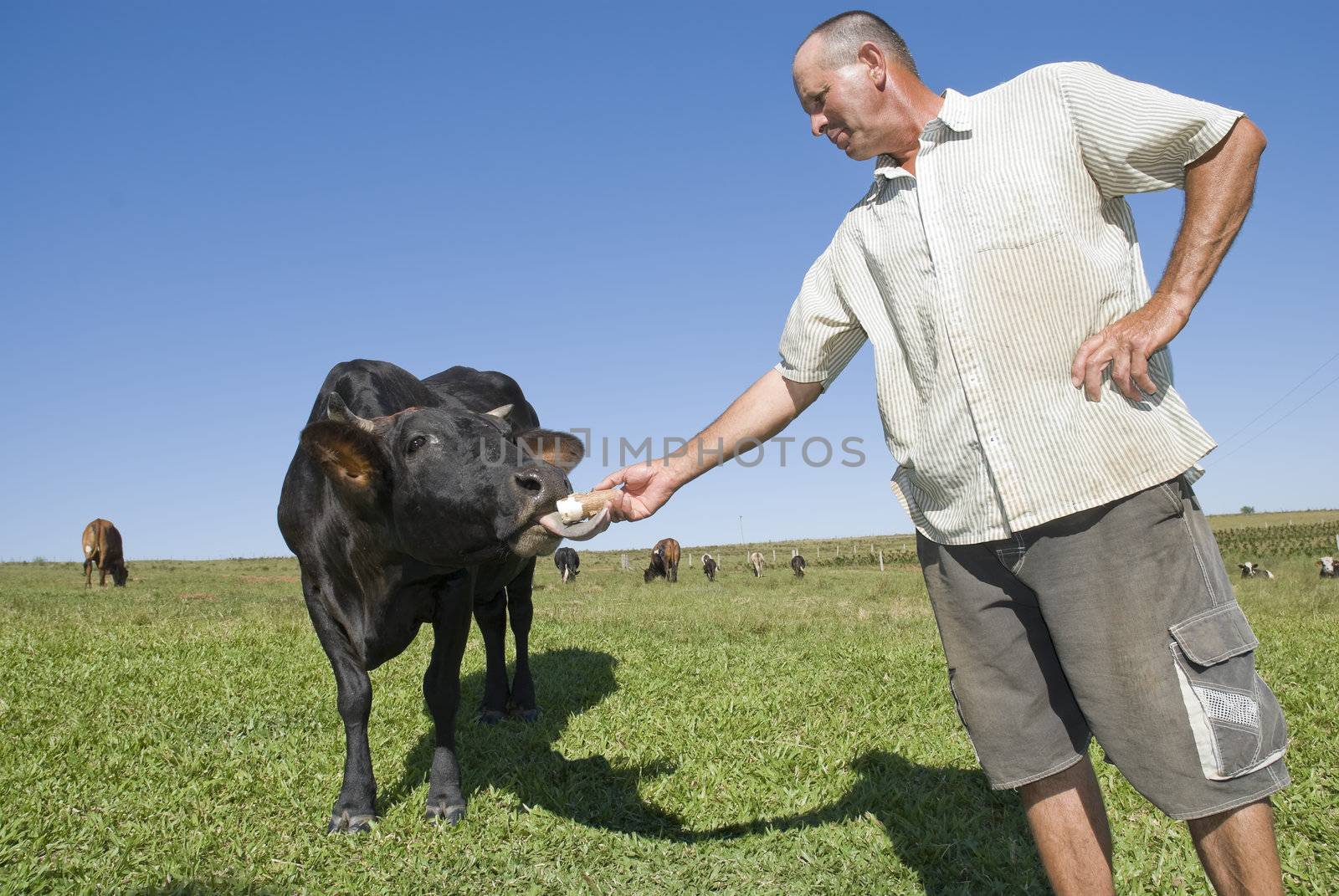 Wide angle image of a dairy farmer feeding black cow with a cassava (tapioca) root.