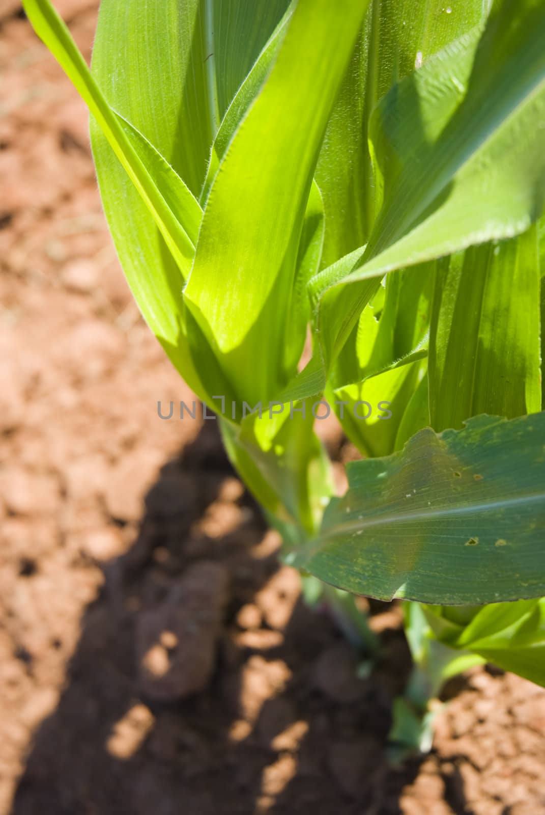 Shot from above of a young corn crop plant with brownish soil.