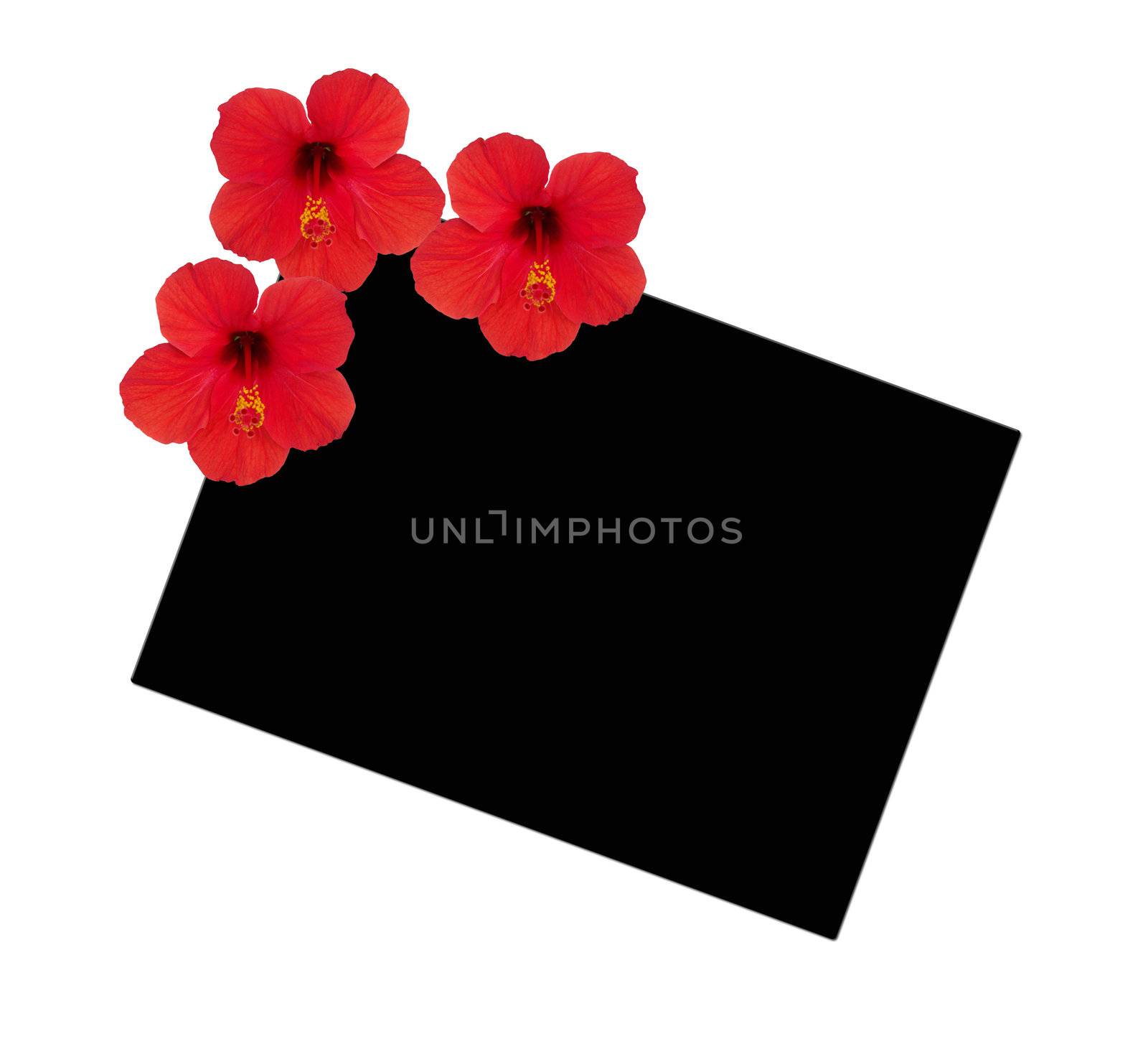 Framework from three flowers hibiscus on a background of a black rectangular