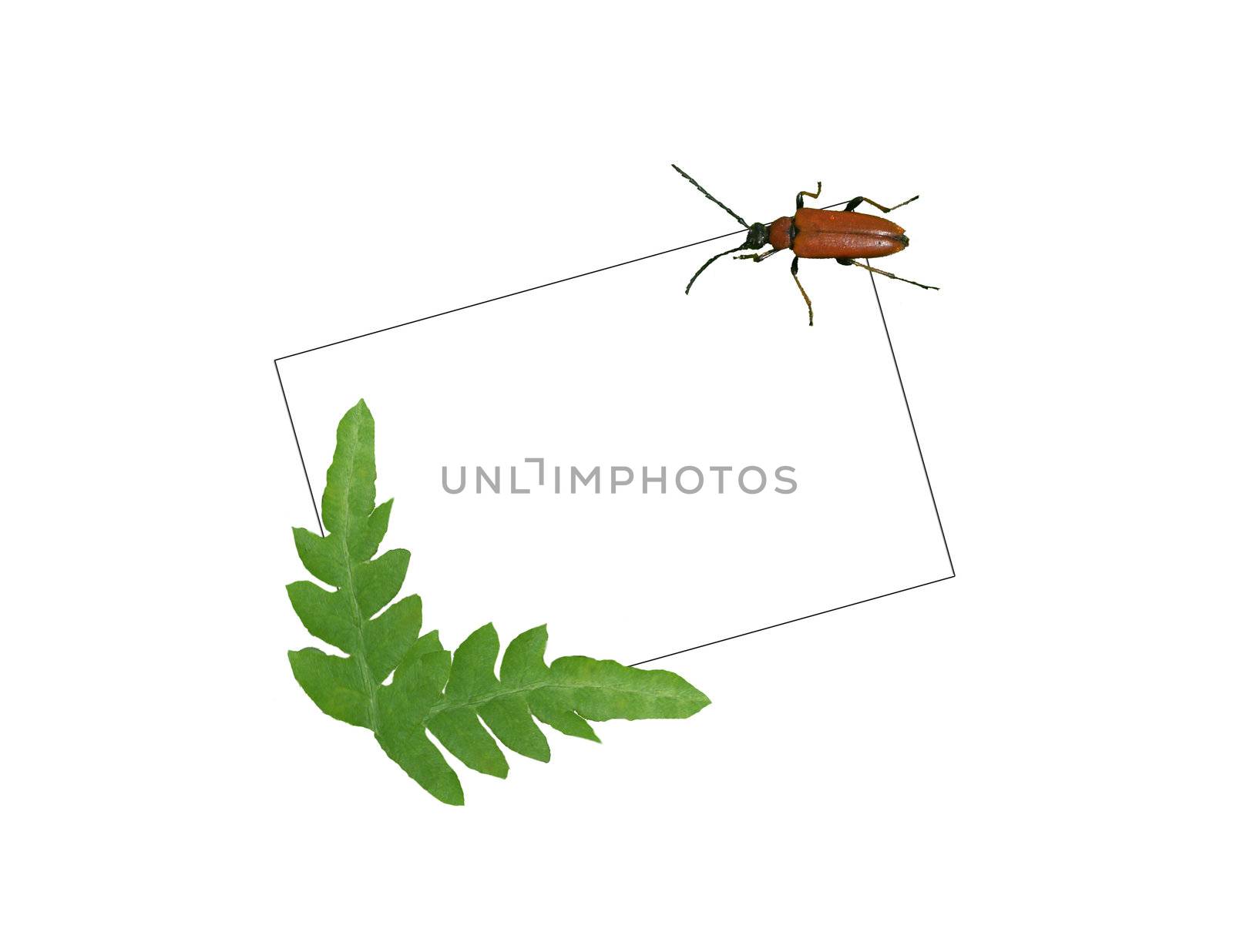 Framework and card with the image of the bug and fern