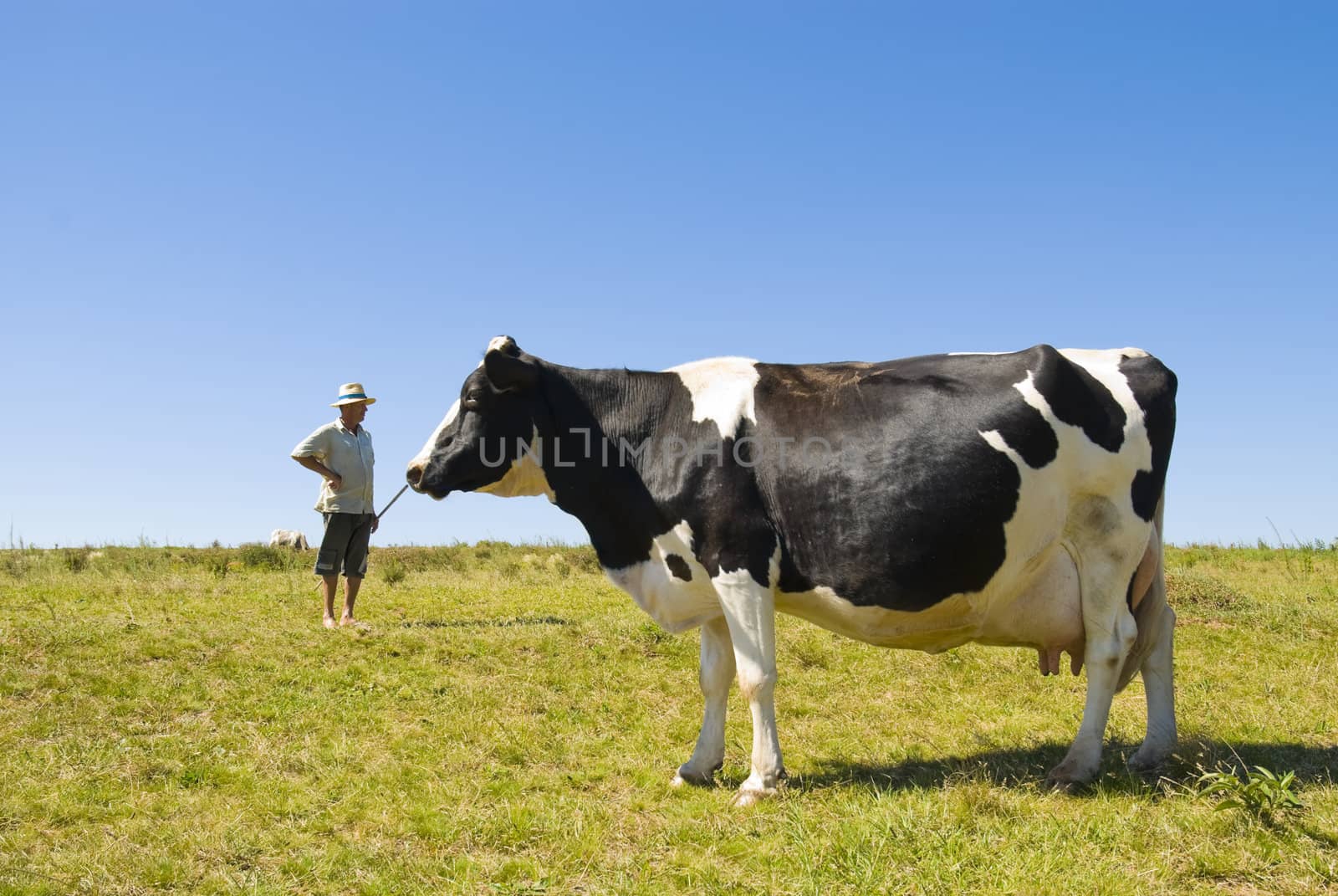 Pregnant cow with dairy farmer in the background. Blue sky and green grass.