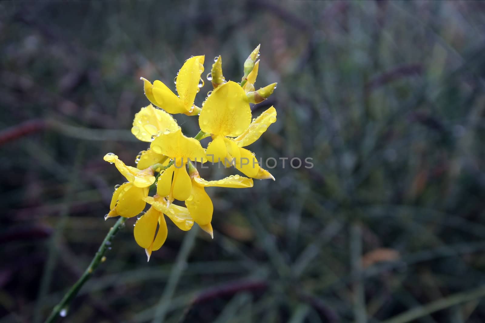 Yellow flowers of a gorse shrub during a september rain. Thick raindrops on the petals.