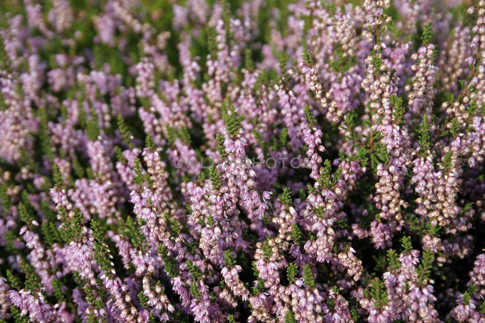Blooming heather (Calluna Vulgaris) by hanhepi