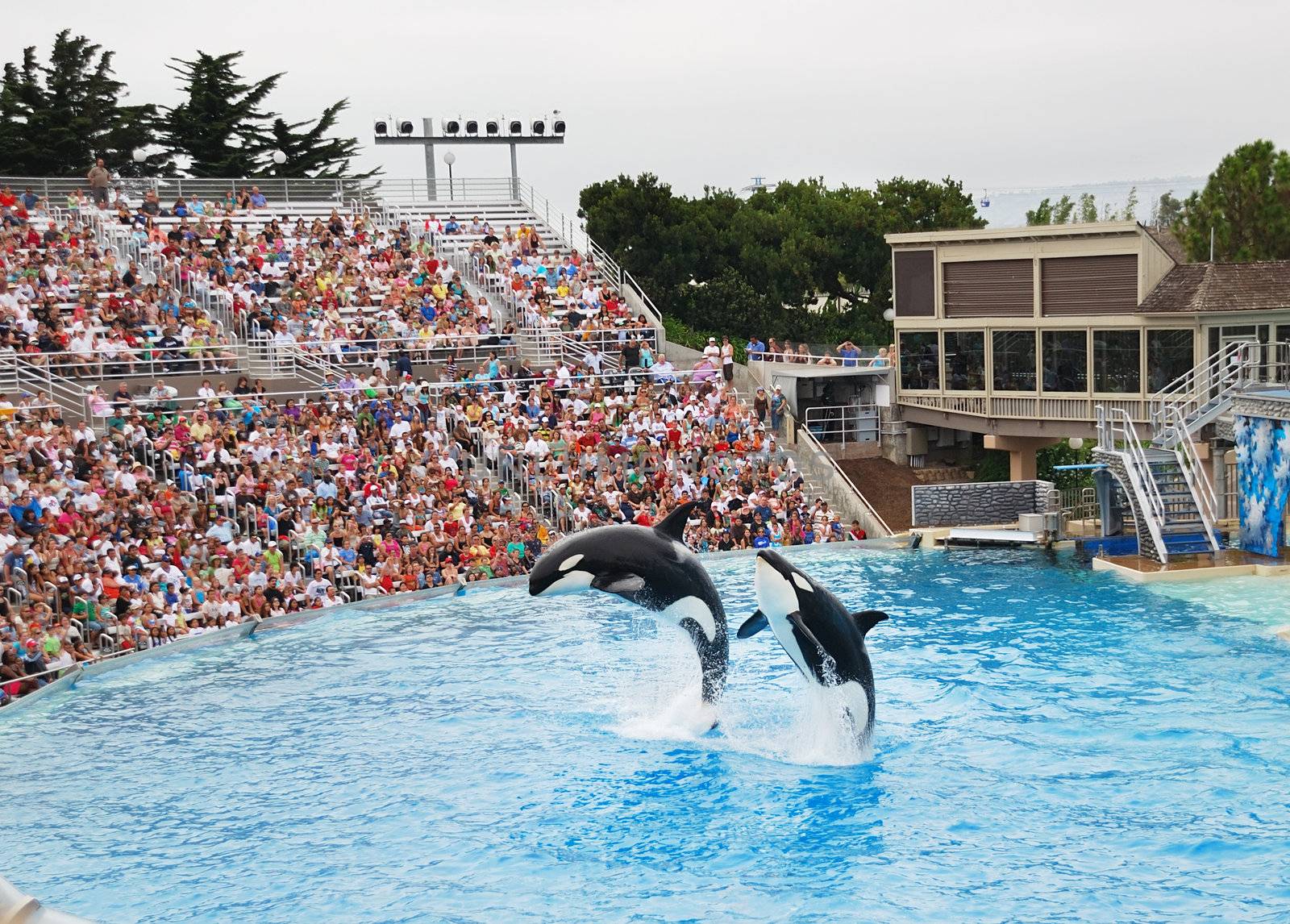 SEAWORLD, SAN DIEGO, CALIFORNIA, JULY 28, 2009, USA, whole year attraction with famous killer whale Shamu.