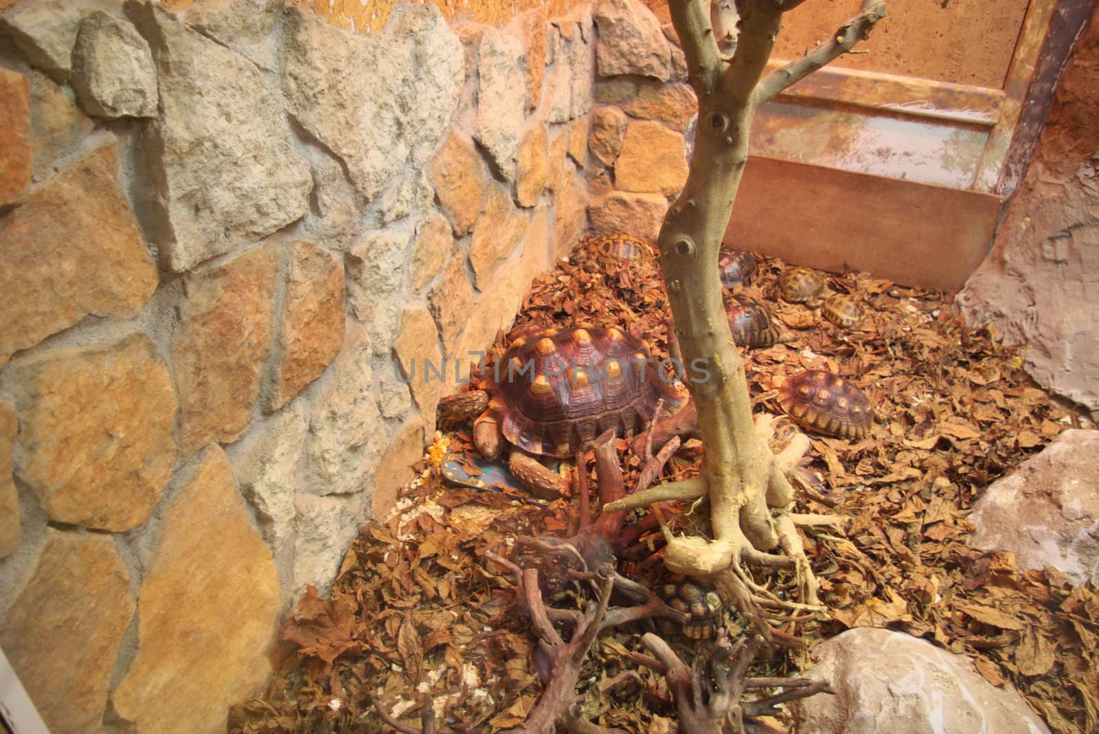 photo of the several skulls in terrarium