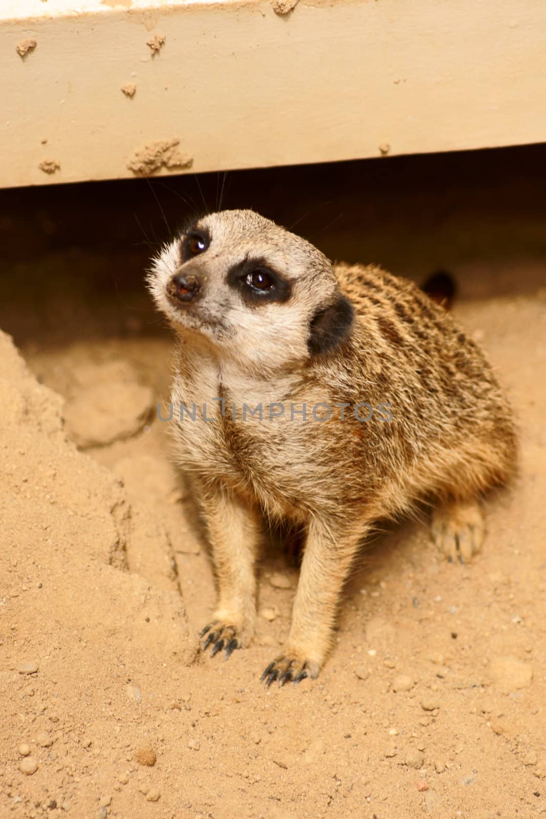 Slender-tailed Meercat in Polish Zoo