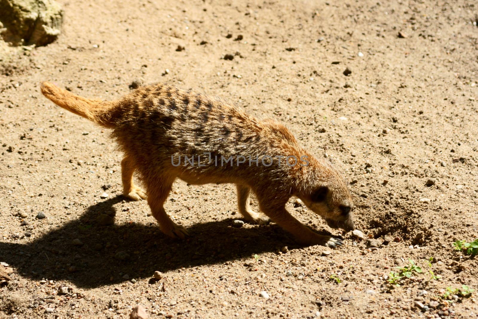 Slender-tailed Meercat in Polish Zoo