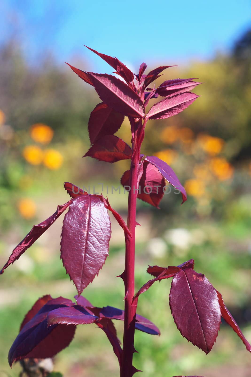 macro photo of the beautiful rosebush in garden