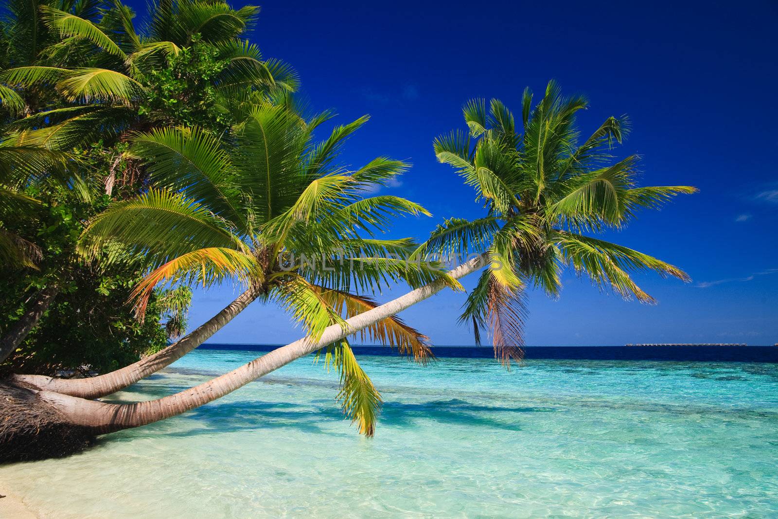 Tropical Paradise at Maldives with palms and blue sky
