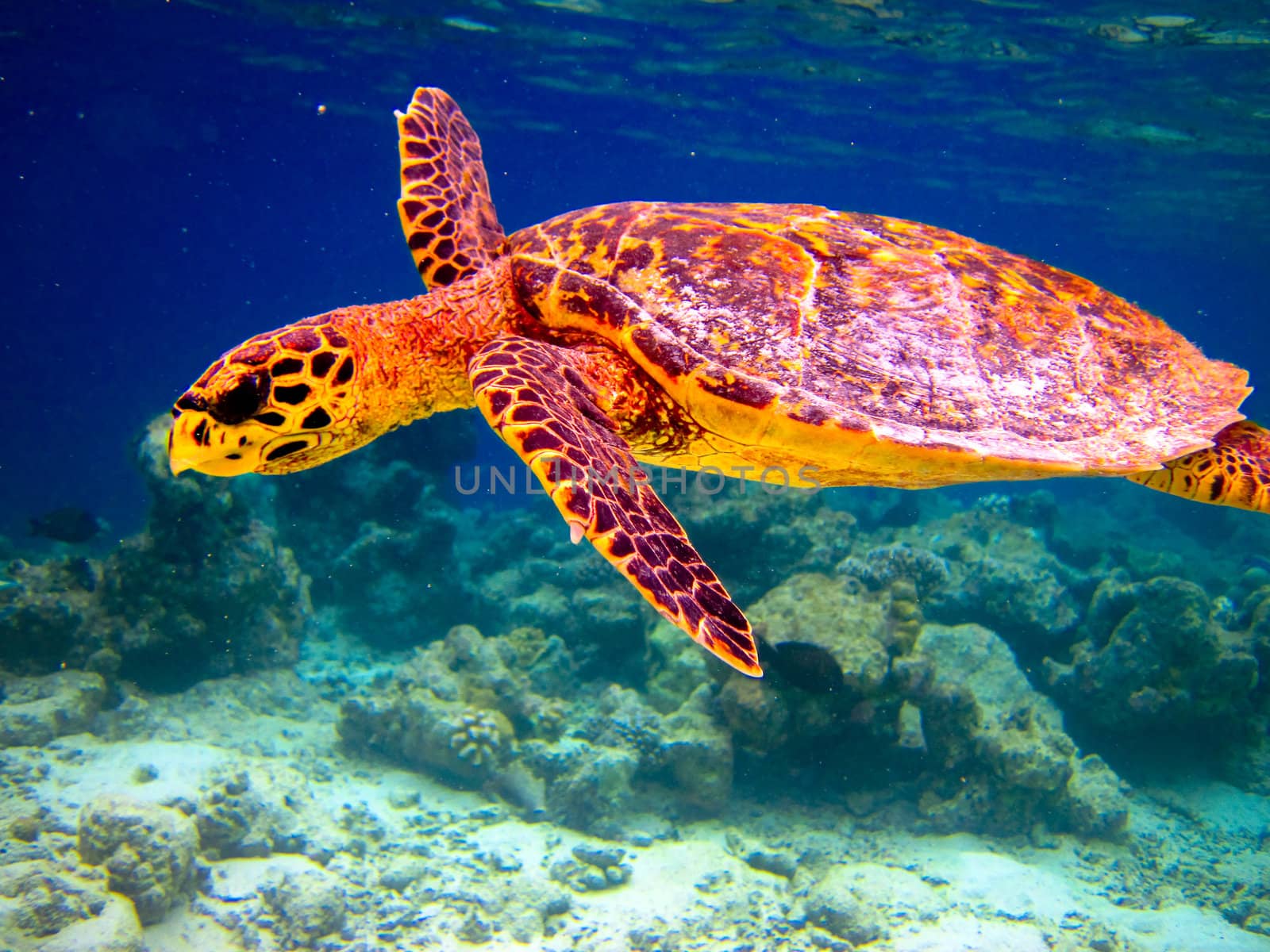 Hawksbill Turtle swiming like flying at Maldives