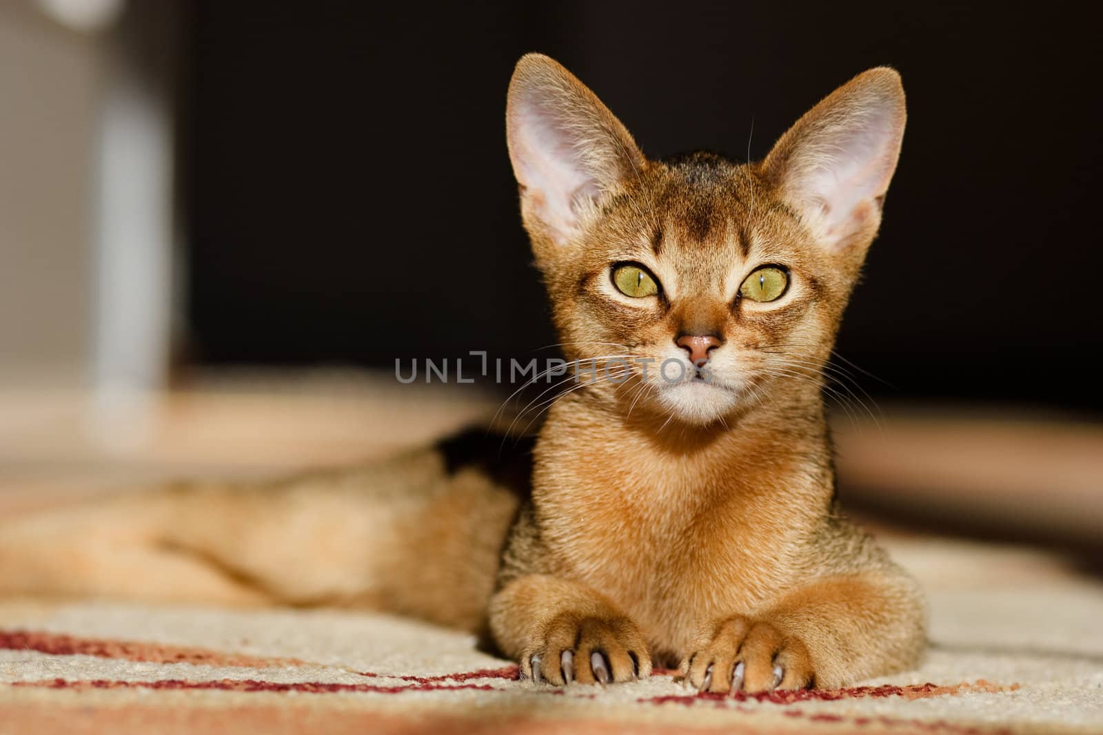 young abessinier cat in action