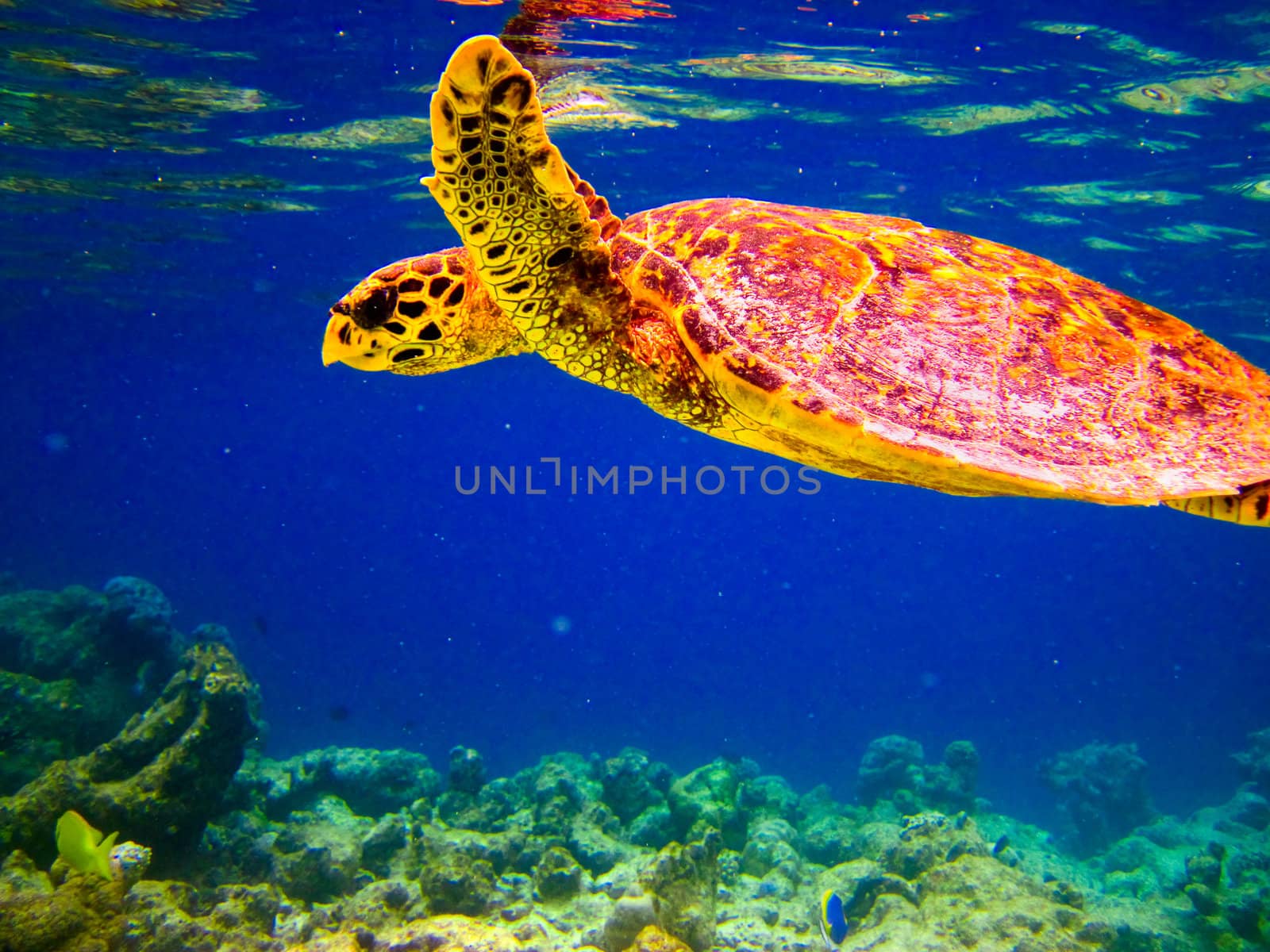 Hawksbill Turtle swiming like flying at Maldives