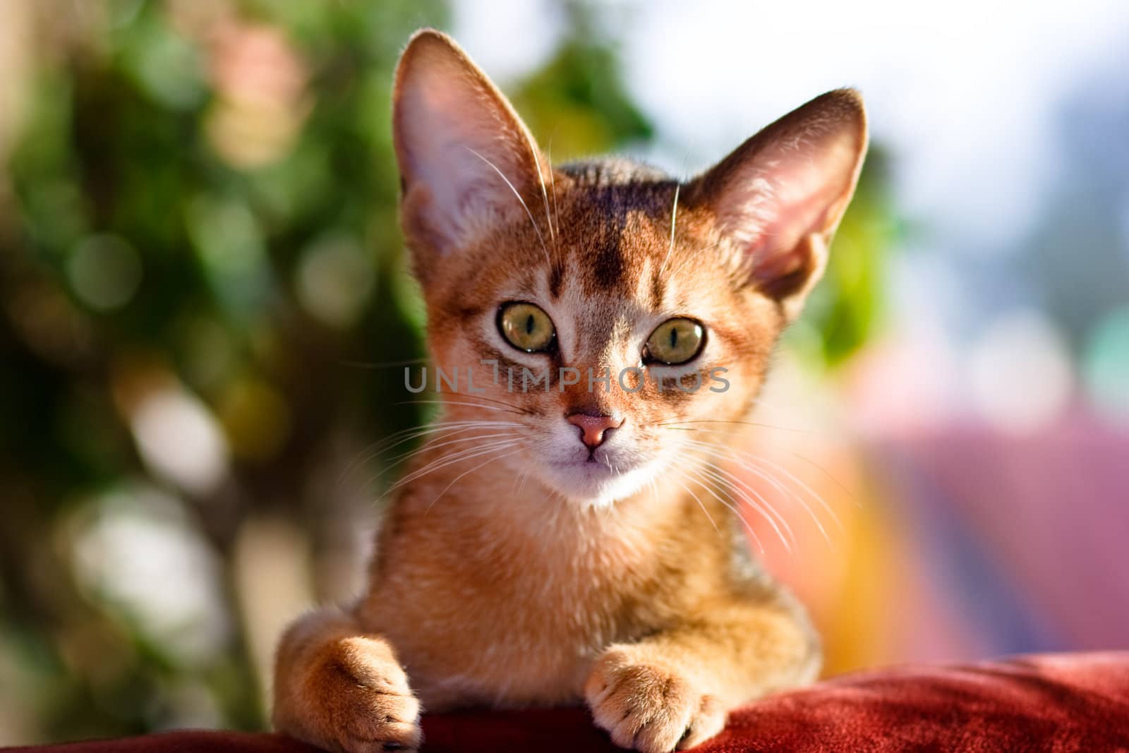 young Abyssinian cat in action