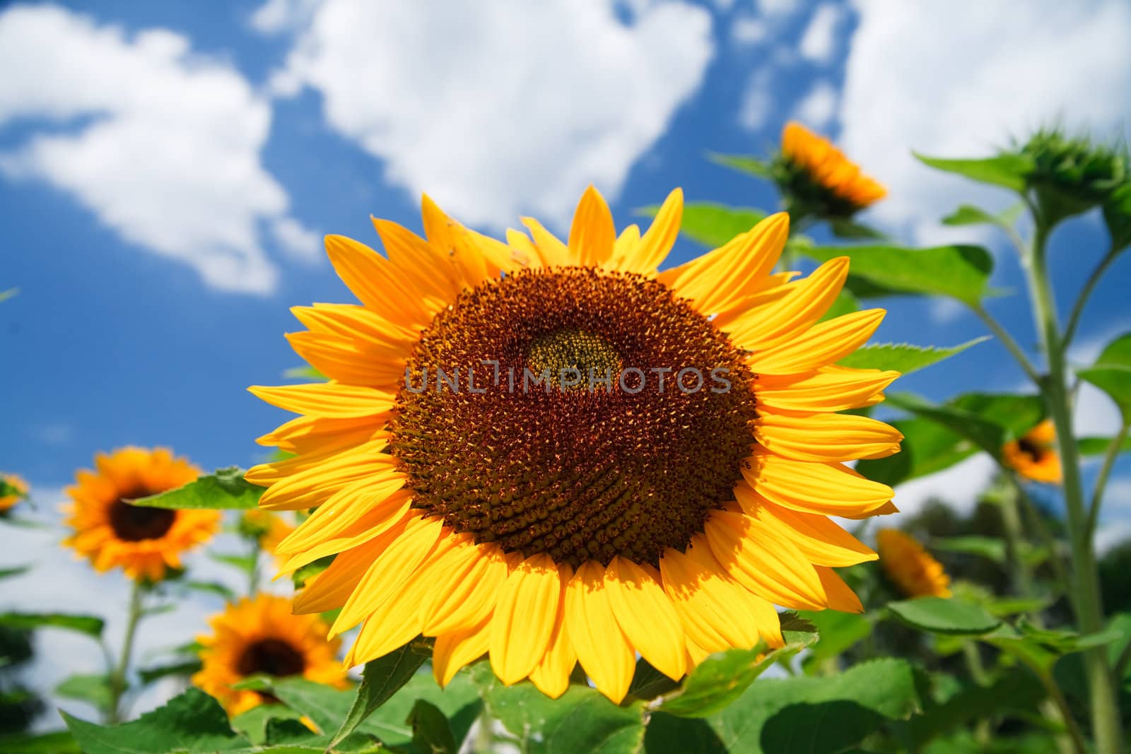 fresh sunflower on blue sky as background