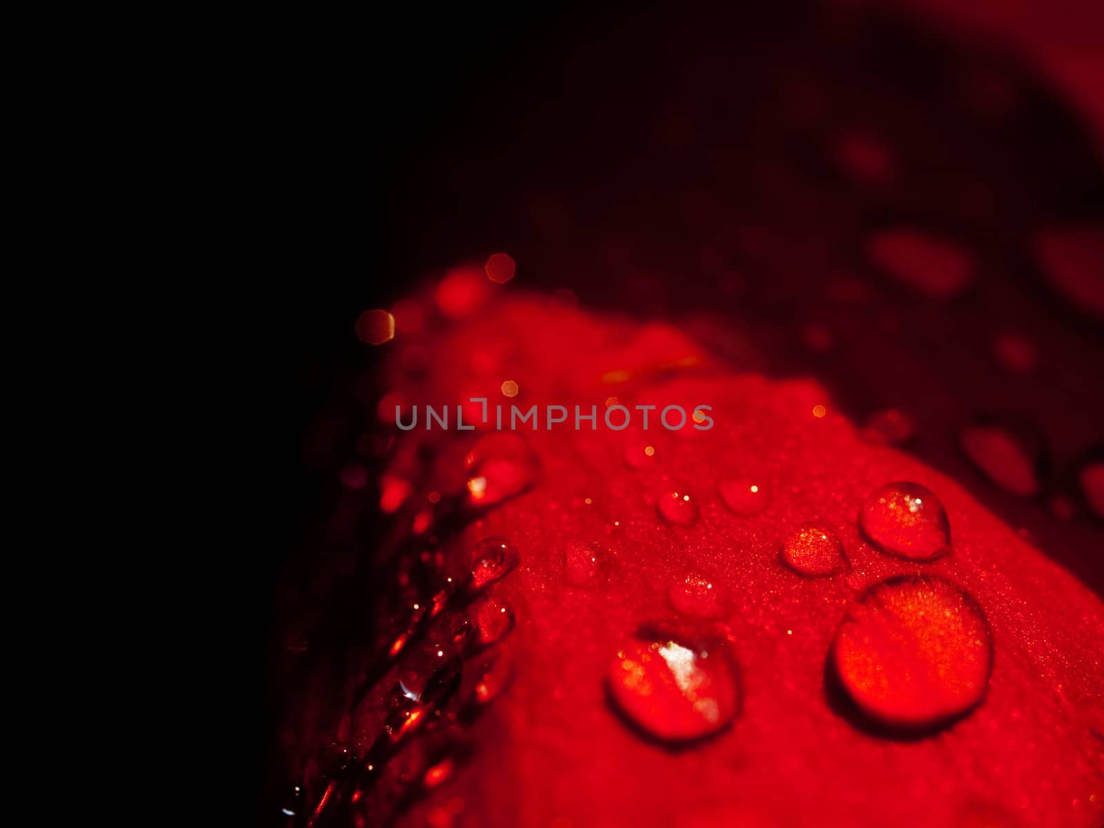 Red petal rose macro with rain drop 