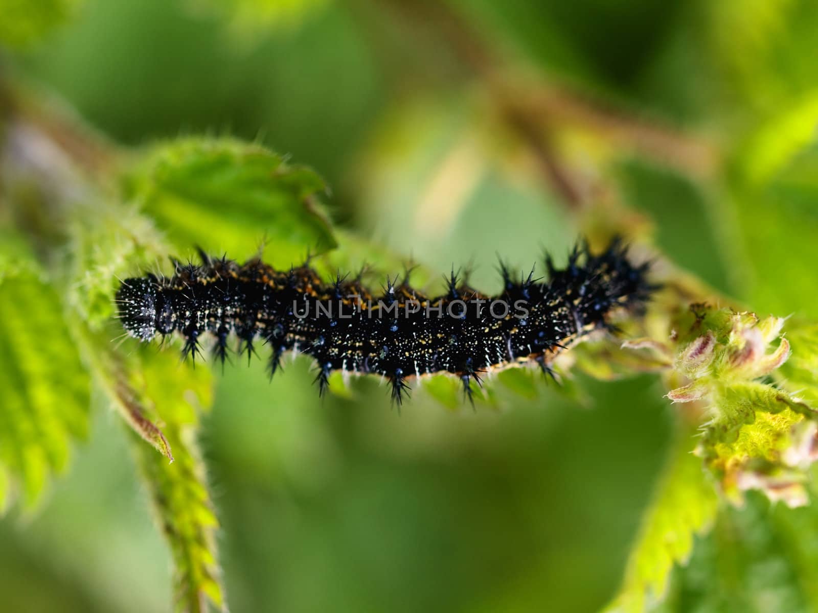 Macro of a black  caterpillar stretched on a stem with green background