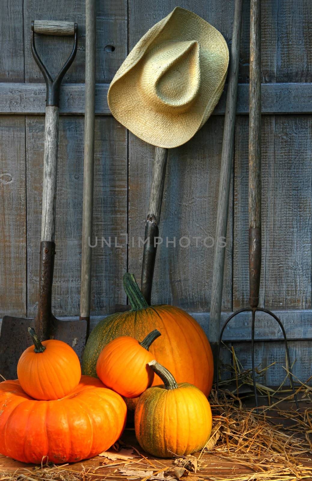 Pile of pumpkins with tools in the barn 