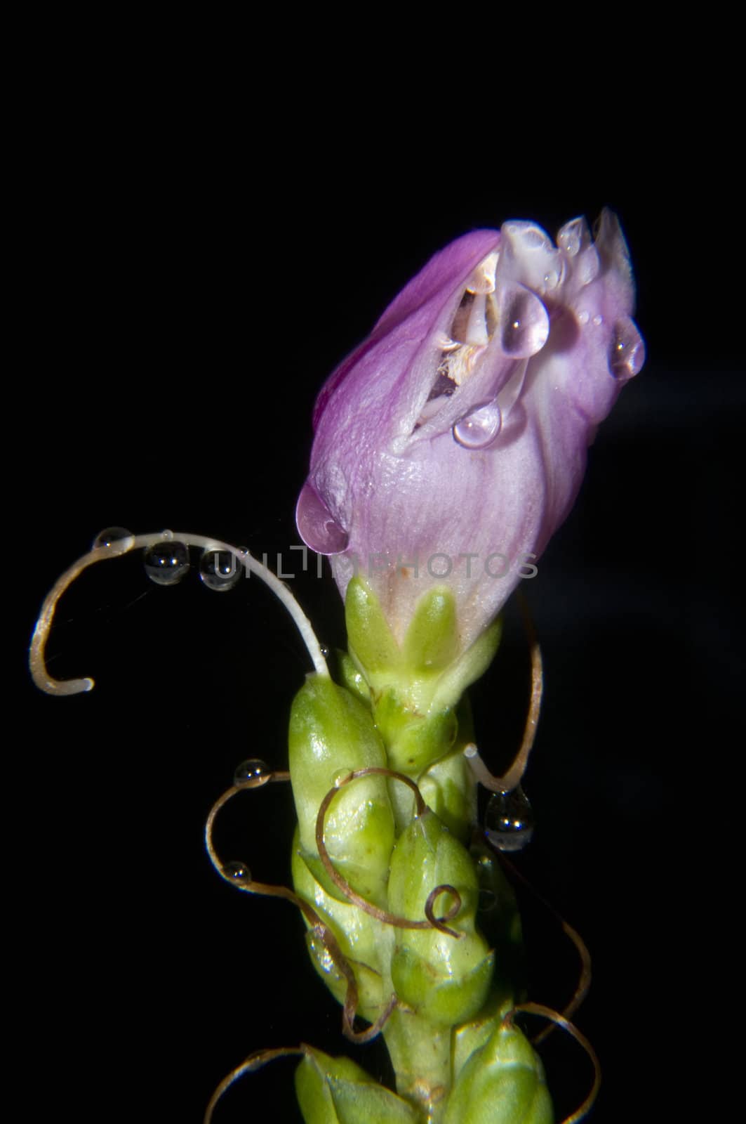 dewdrops on a plant with black background